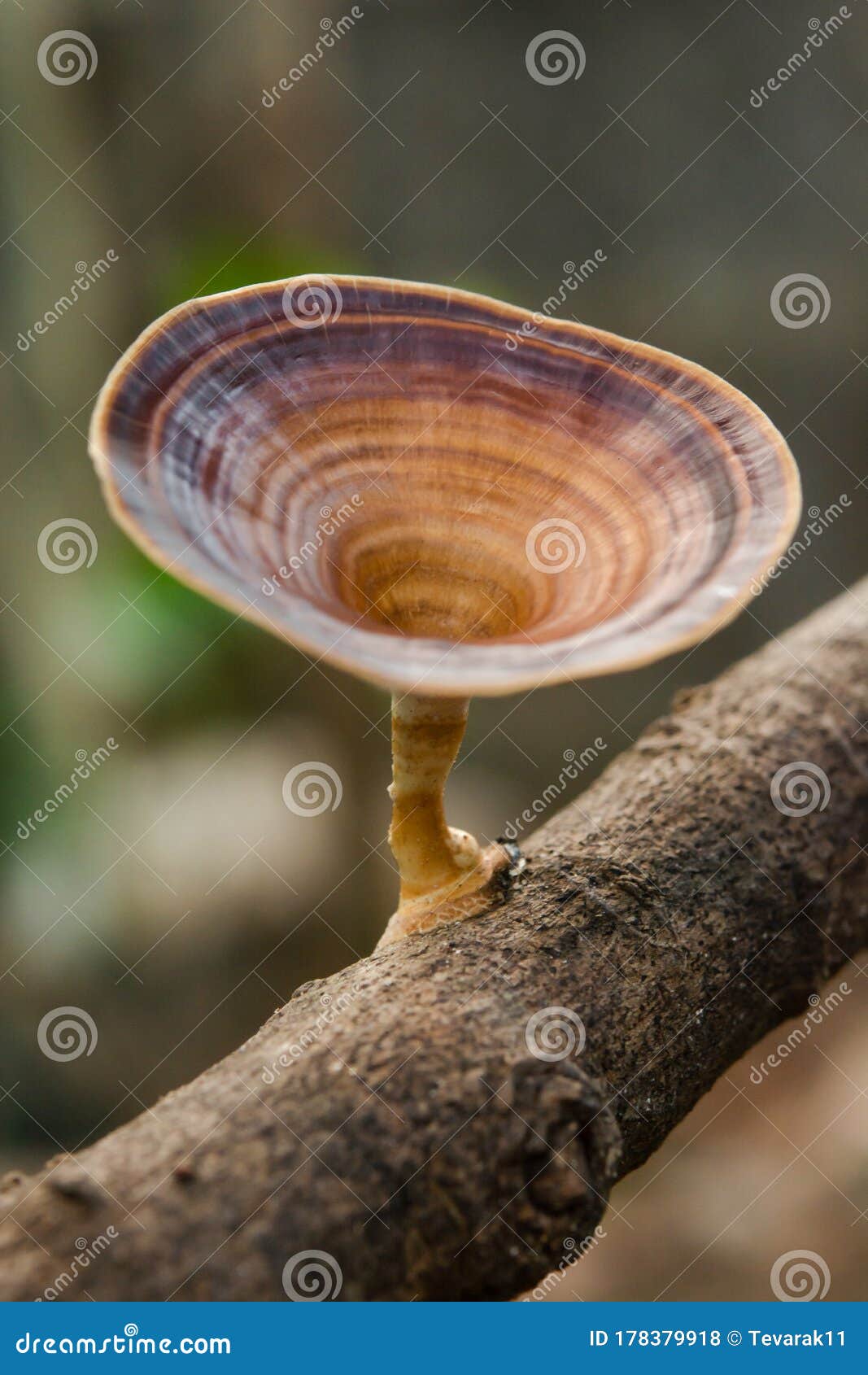 brown mushroom microporus xanthopus fr. kuntze on tree branch