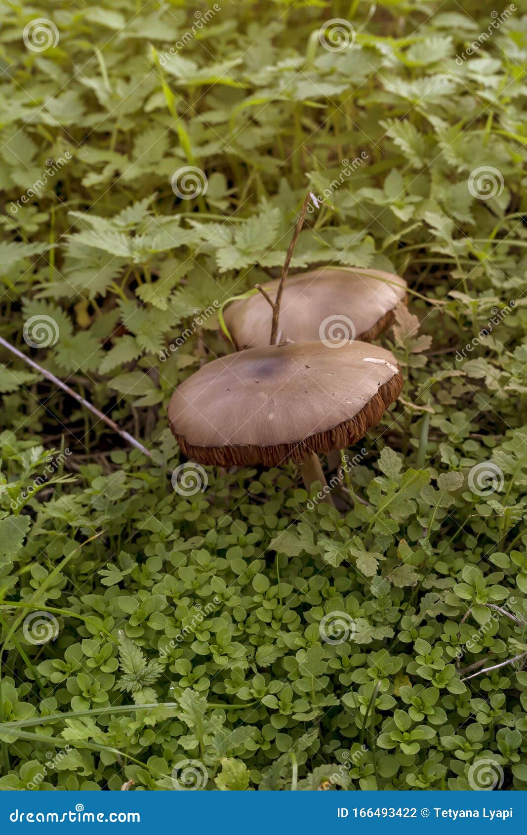 The Brown Mushrooms Volvopluteus Gloiocephalus Grow in Green Grass ...