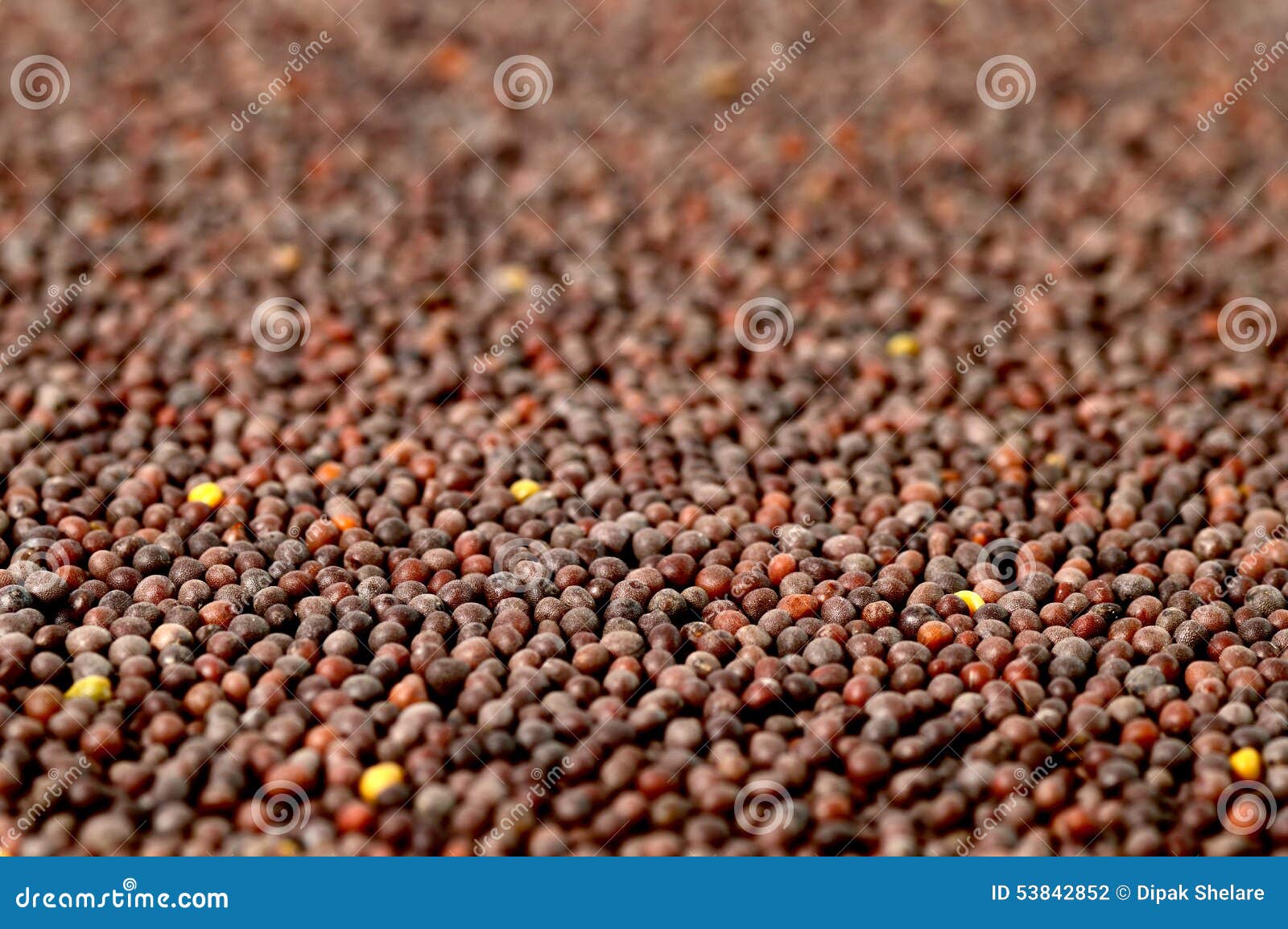 Brown Mustard Seeds stock photo. Image of clay, heap 53842852