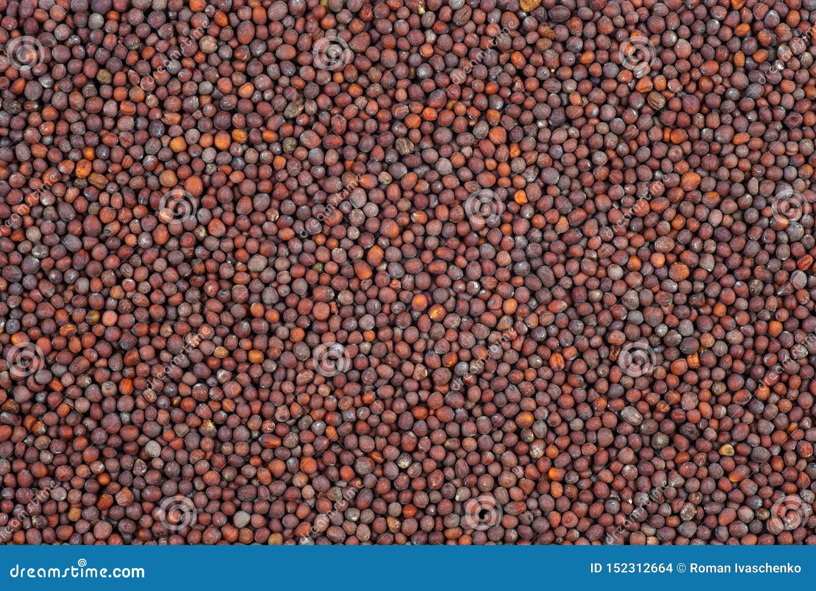 Brown mustard seeds stock photo. Image of food, ingredient 152312664