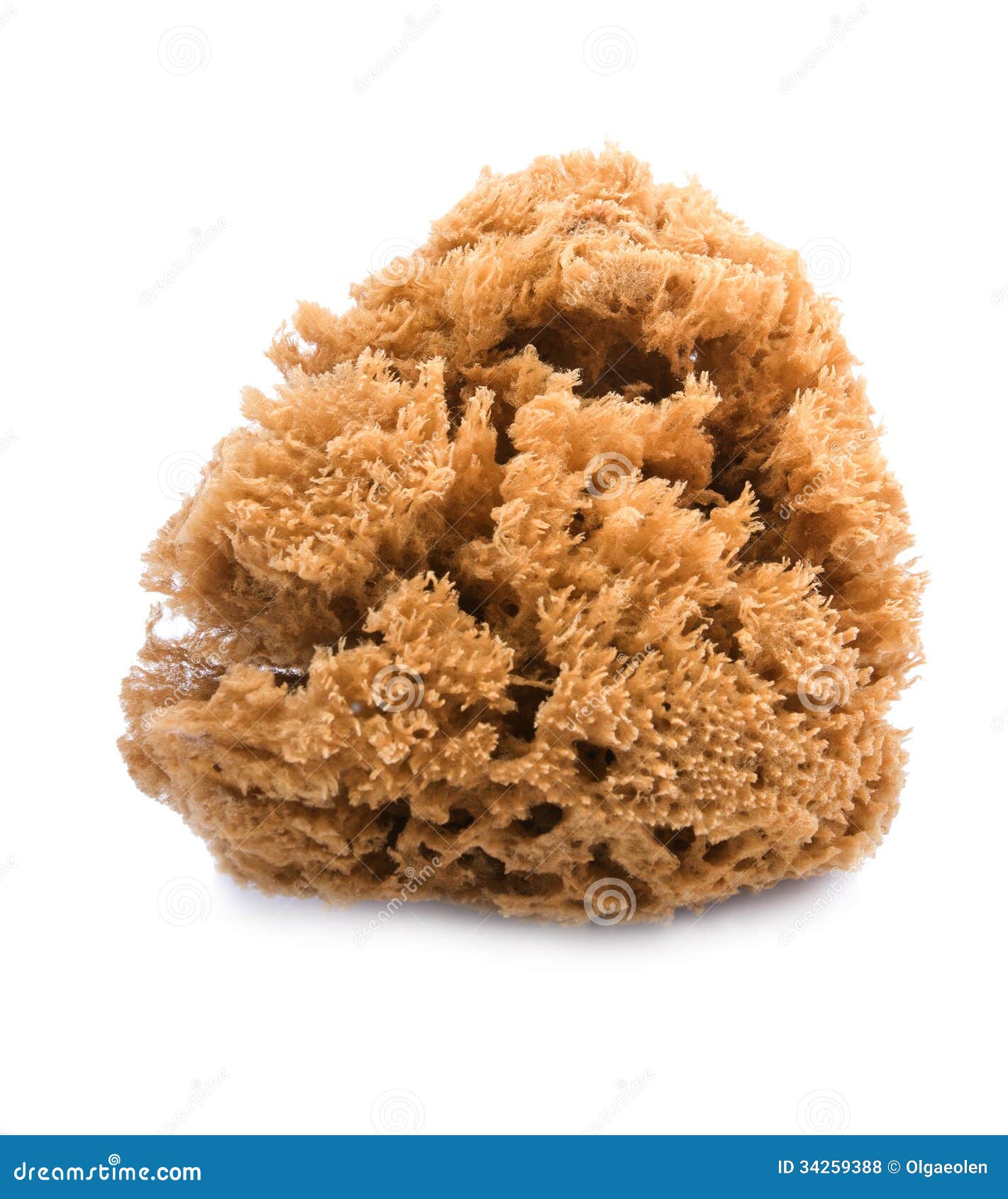 Brown natural sponge stock photo. Image of hygien, sponge - 34259388