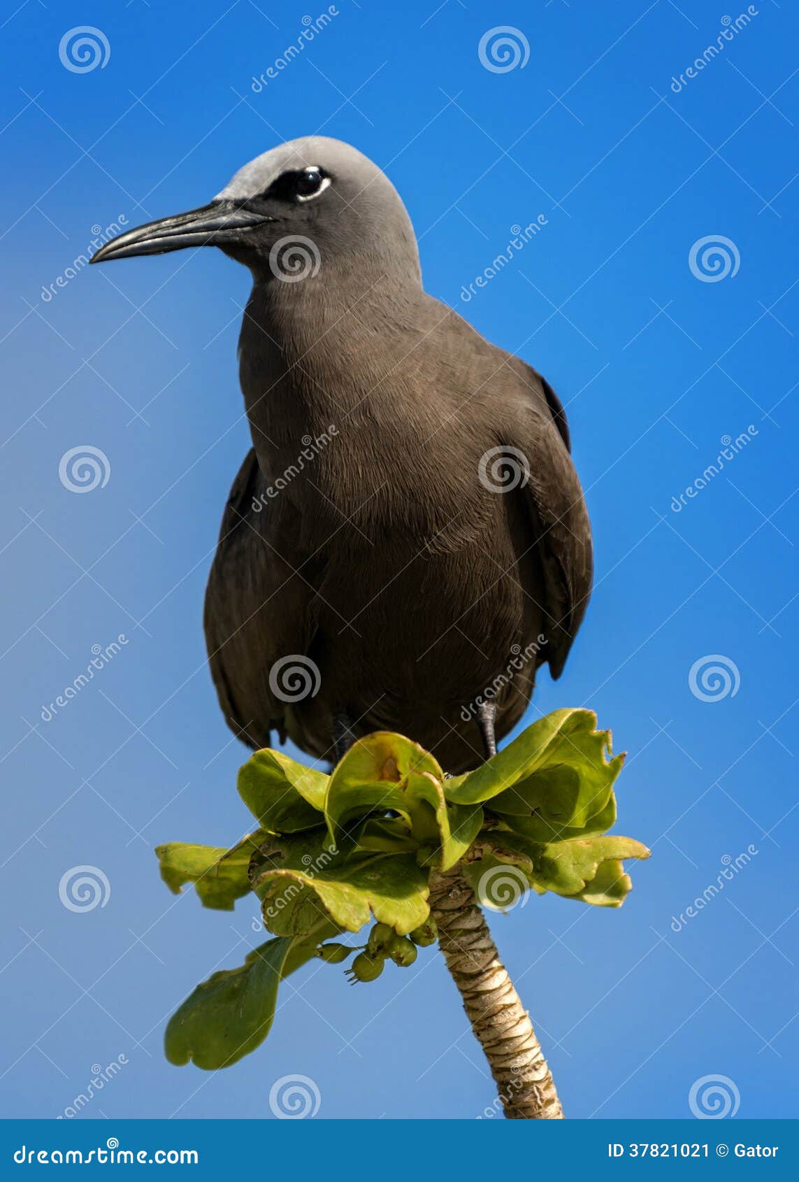 brown noddy