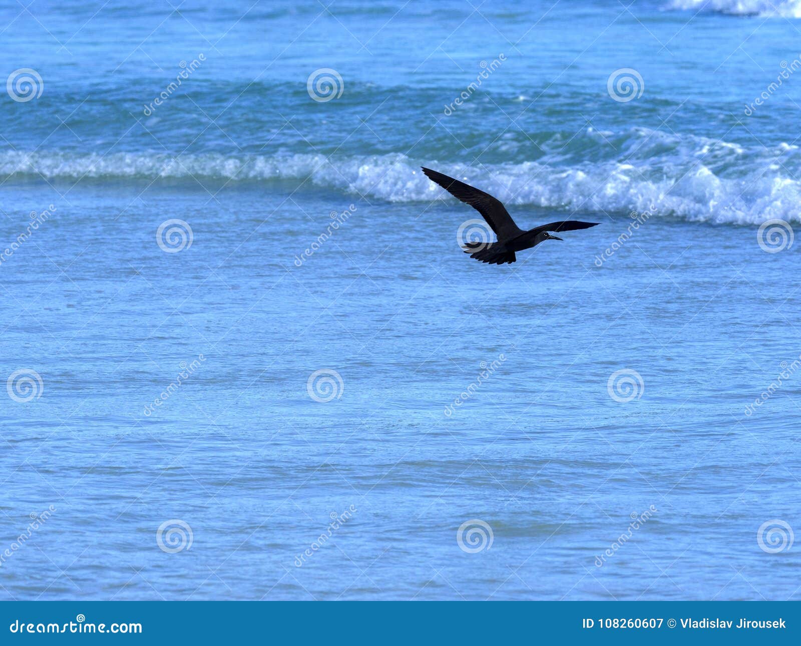 brown noddy, anous stolidus galapagensis, fish in the bay, santa cruz, galapagos, ecuador.