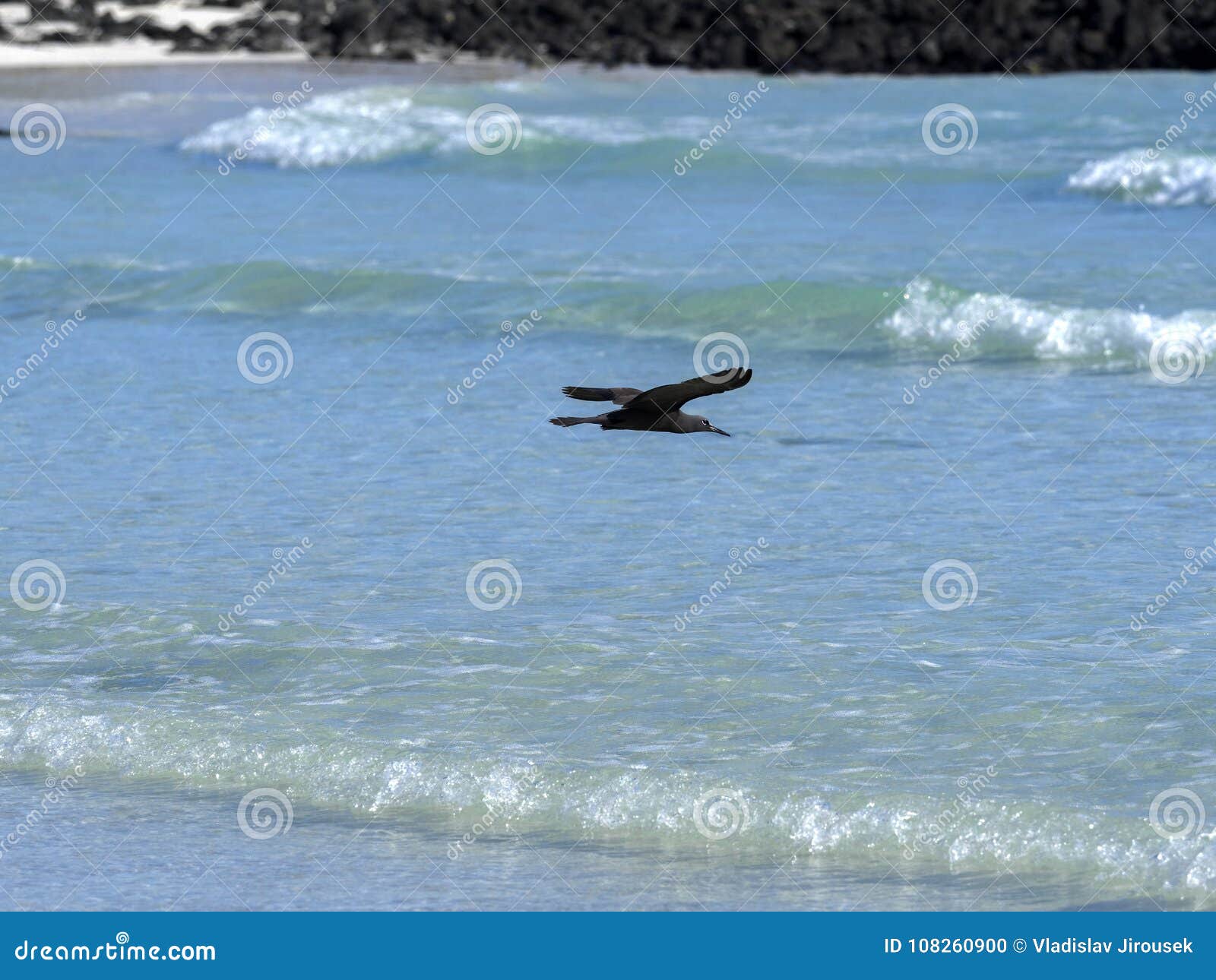 brown noddy, anous stolidus galapagensis, fish in the bay, santa cruz, galapagos, ecuador.