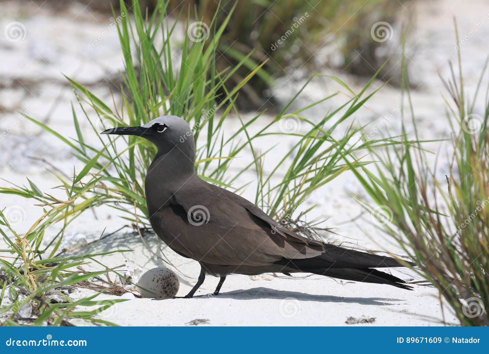 brown noddy brooding an egg