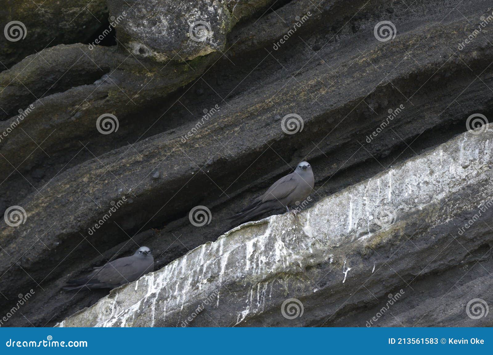 brown noddy or common noddy anous stolidus, tagus cove, isabela island, galapagos islands