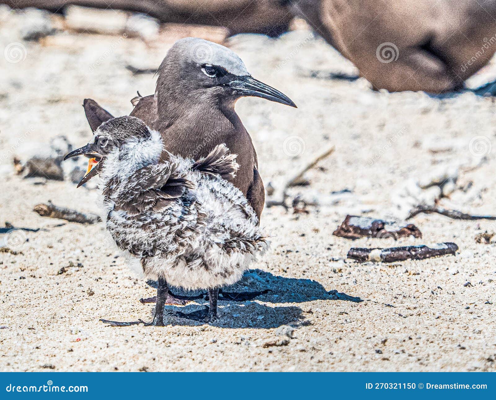 brown noddy parent with chick