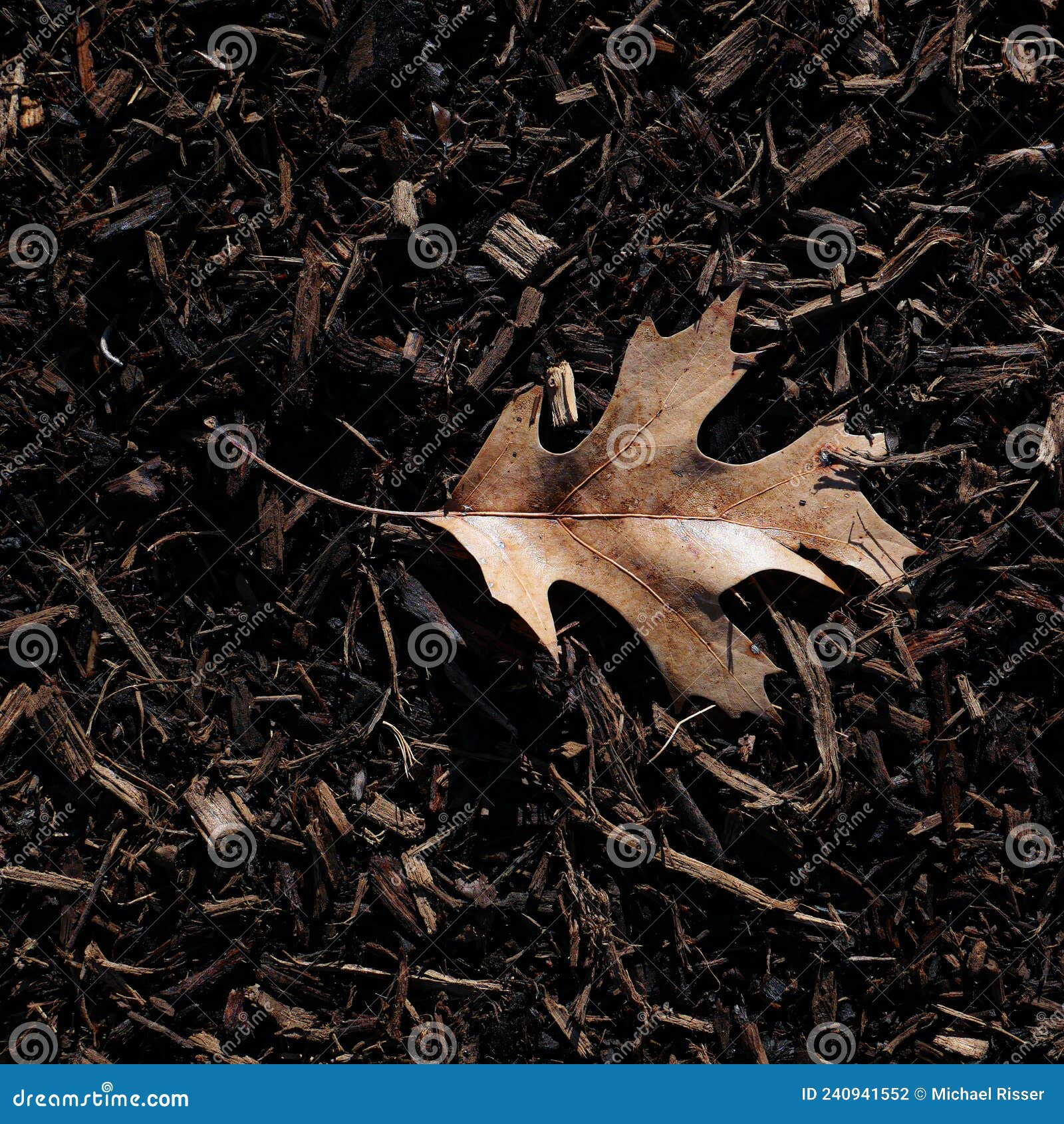 Brown Oak Leaf on a Texture of Landscape Mulch Stock Photo Image of