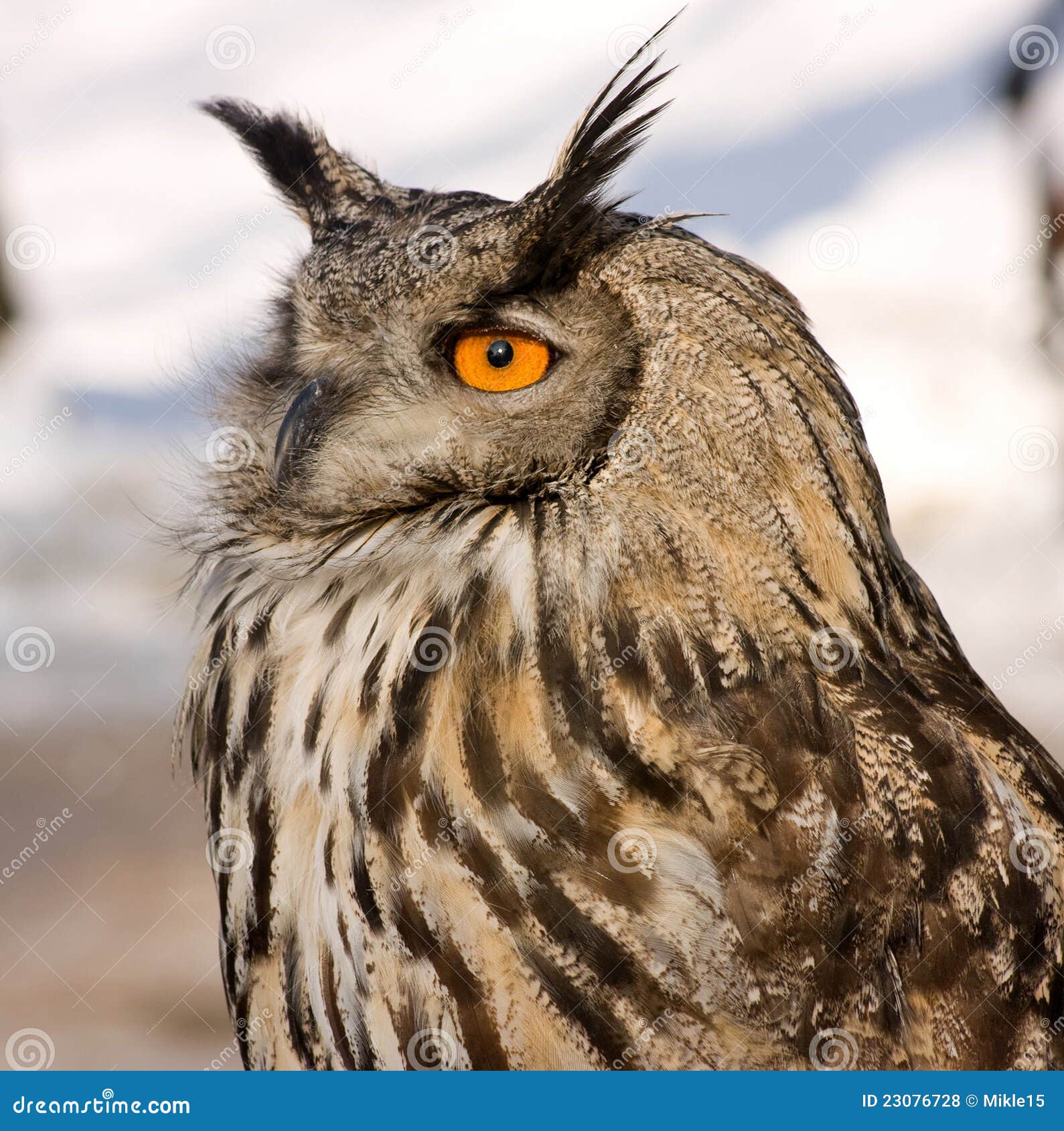 Brown owl stock photo. Image of captivity, outside, stare - 23076728