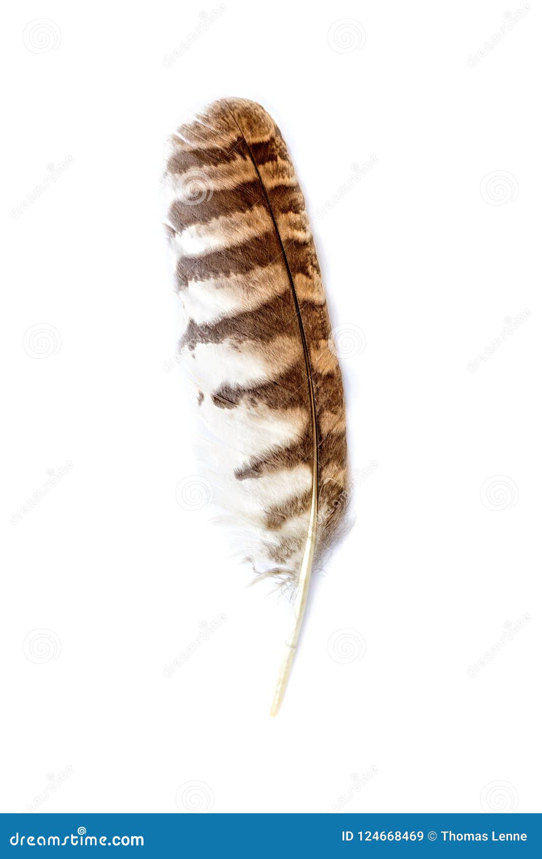 Brown owl feather stock image. Image of macro, object 124668469