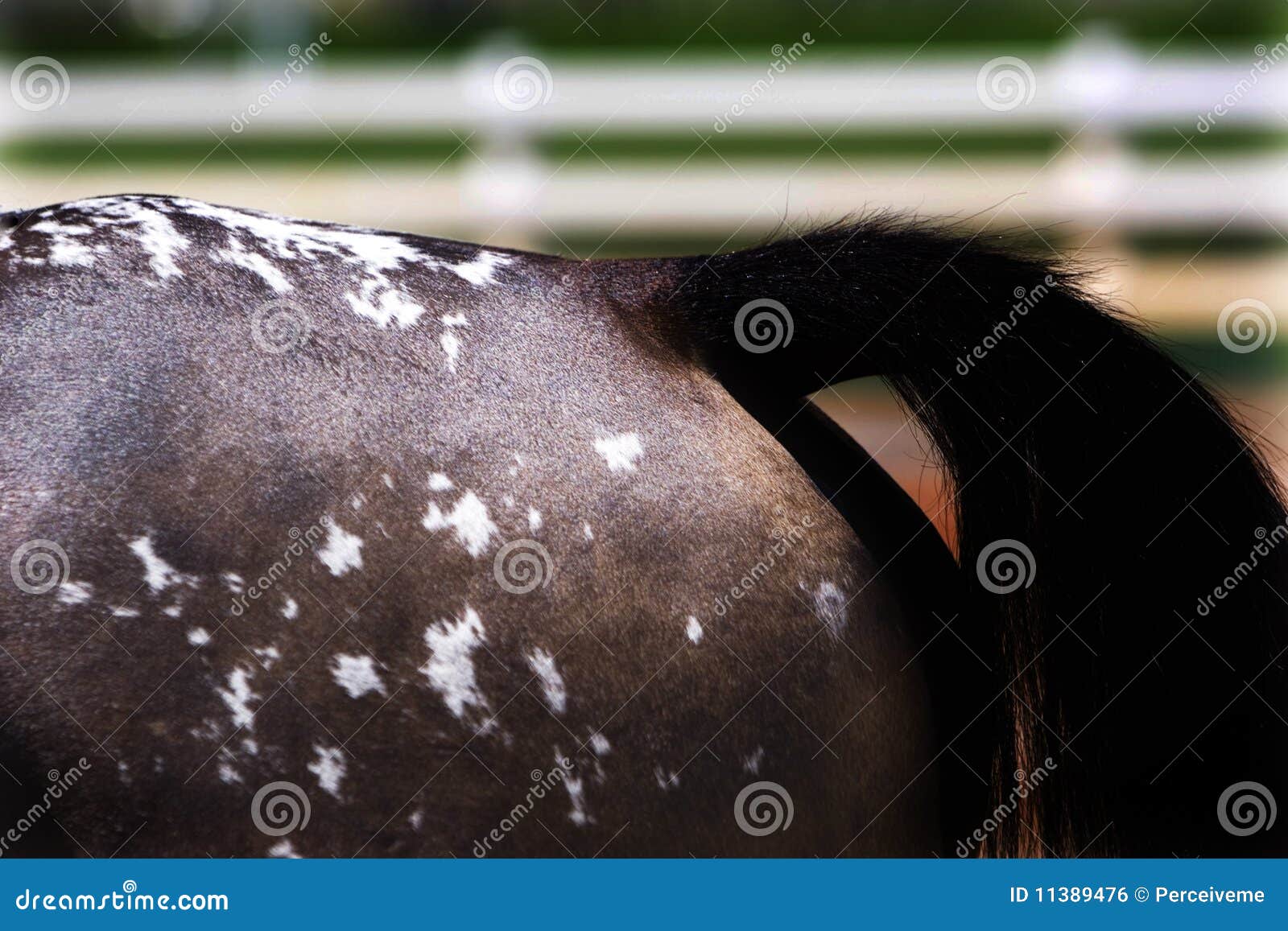 Brown paint horse stock photo. Image of animals, close 11389476