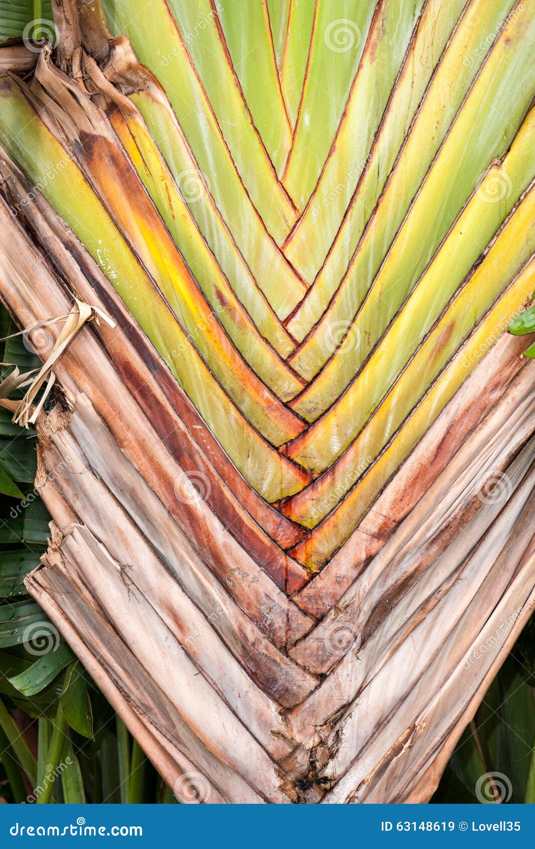 Brown palm leaf stock image. Image of growth, leaf, plant 63148619