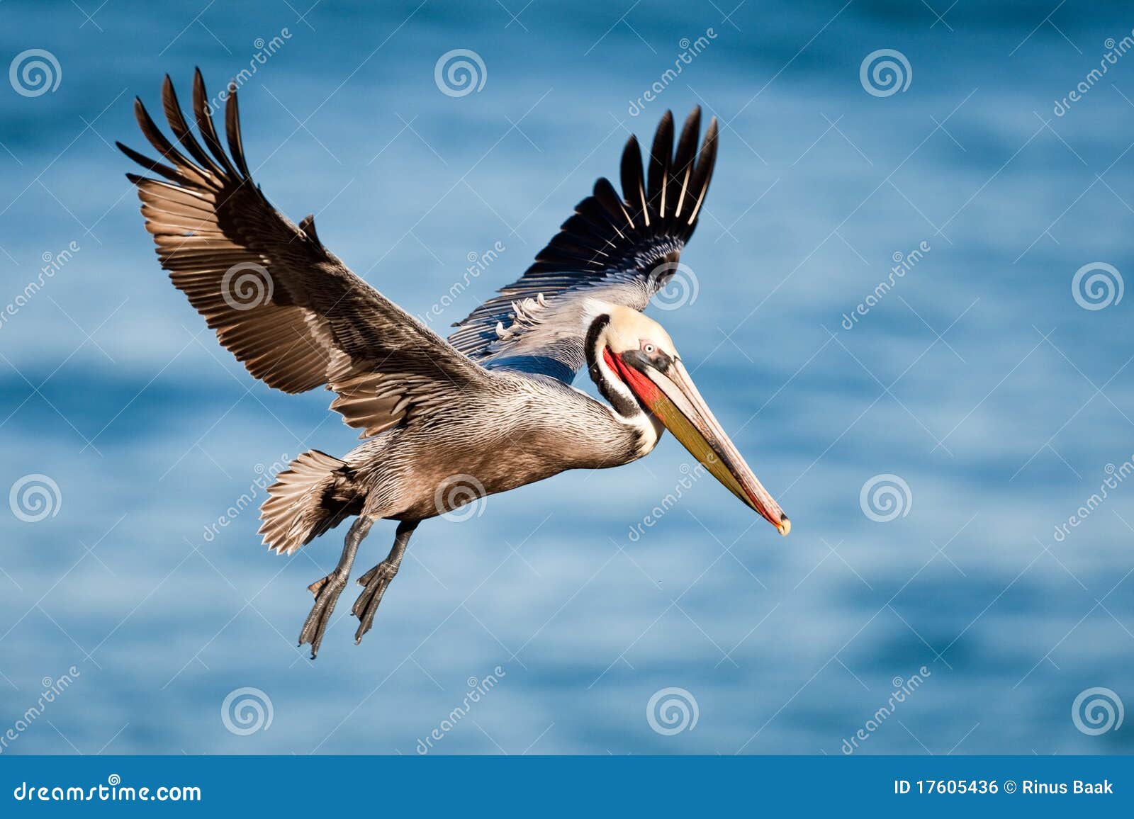 brown pelican