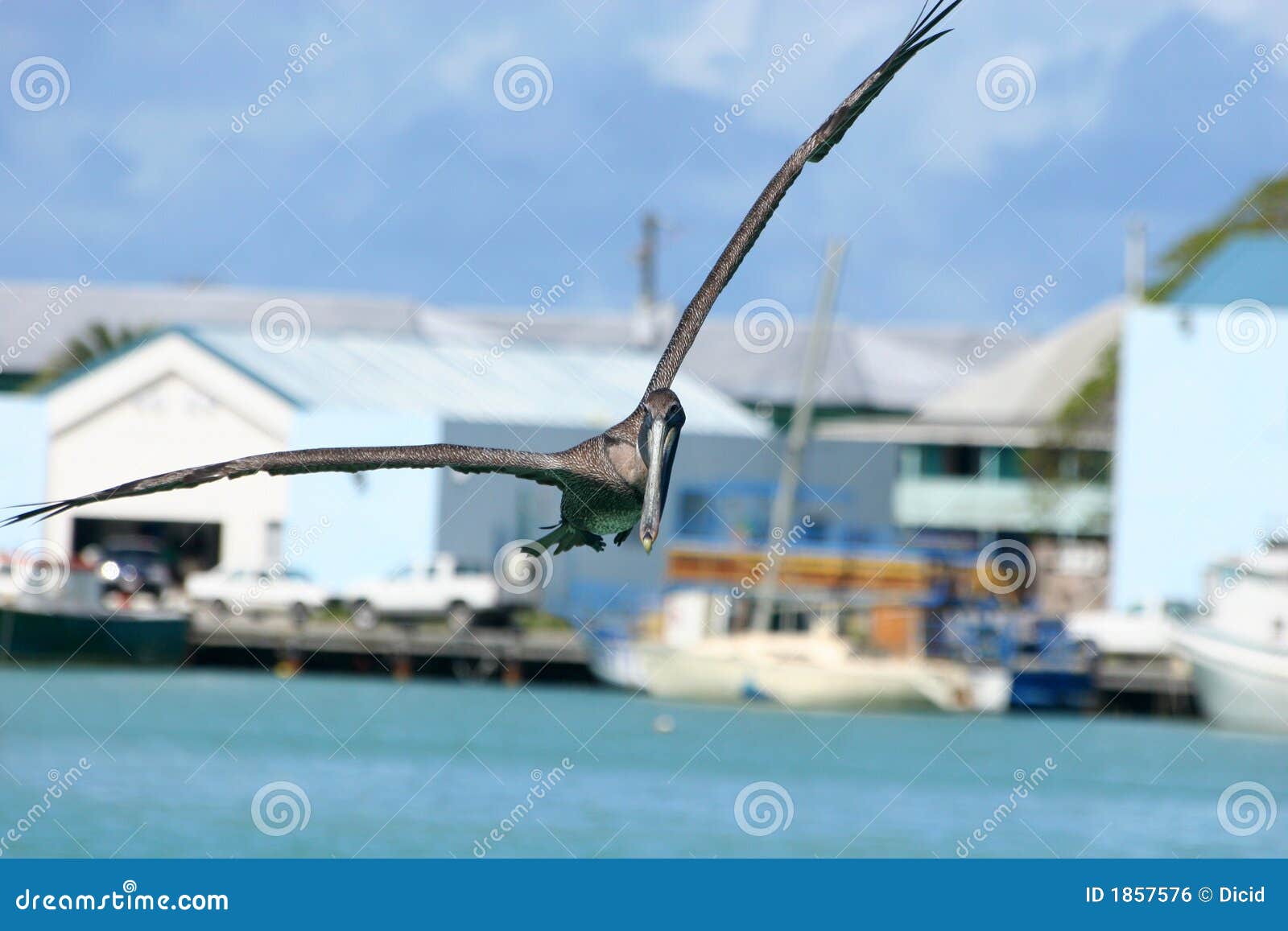 brown pelican