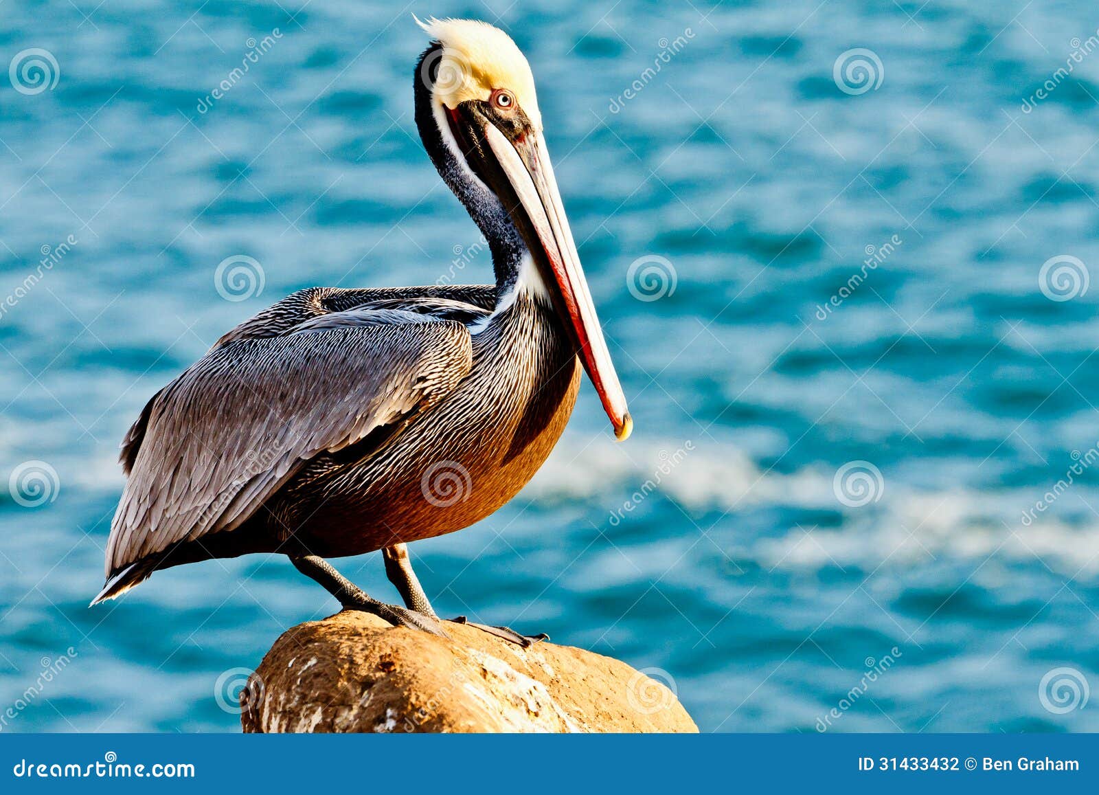 brown pelican