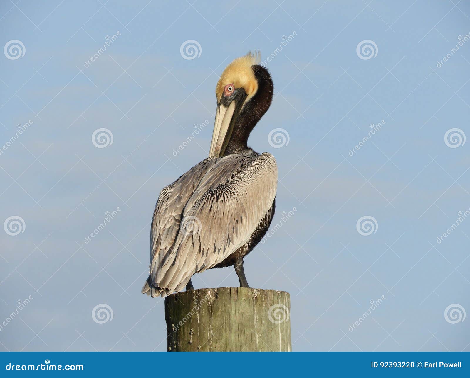 Brown Pelican stock photo. Image of birds, occidentalis - 92393220