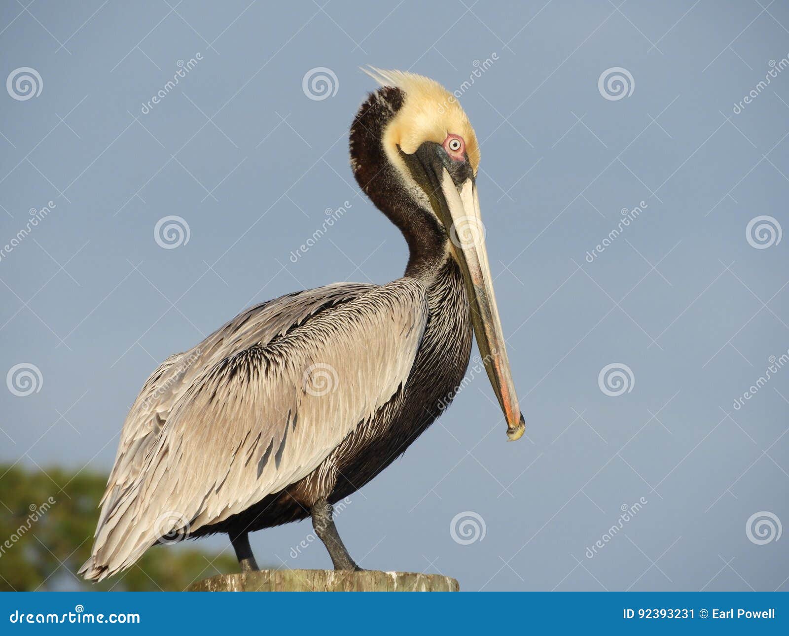Brown Pelican stock image. Image of pelican, occidentalis - 92393231