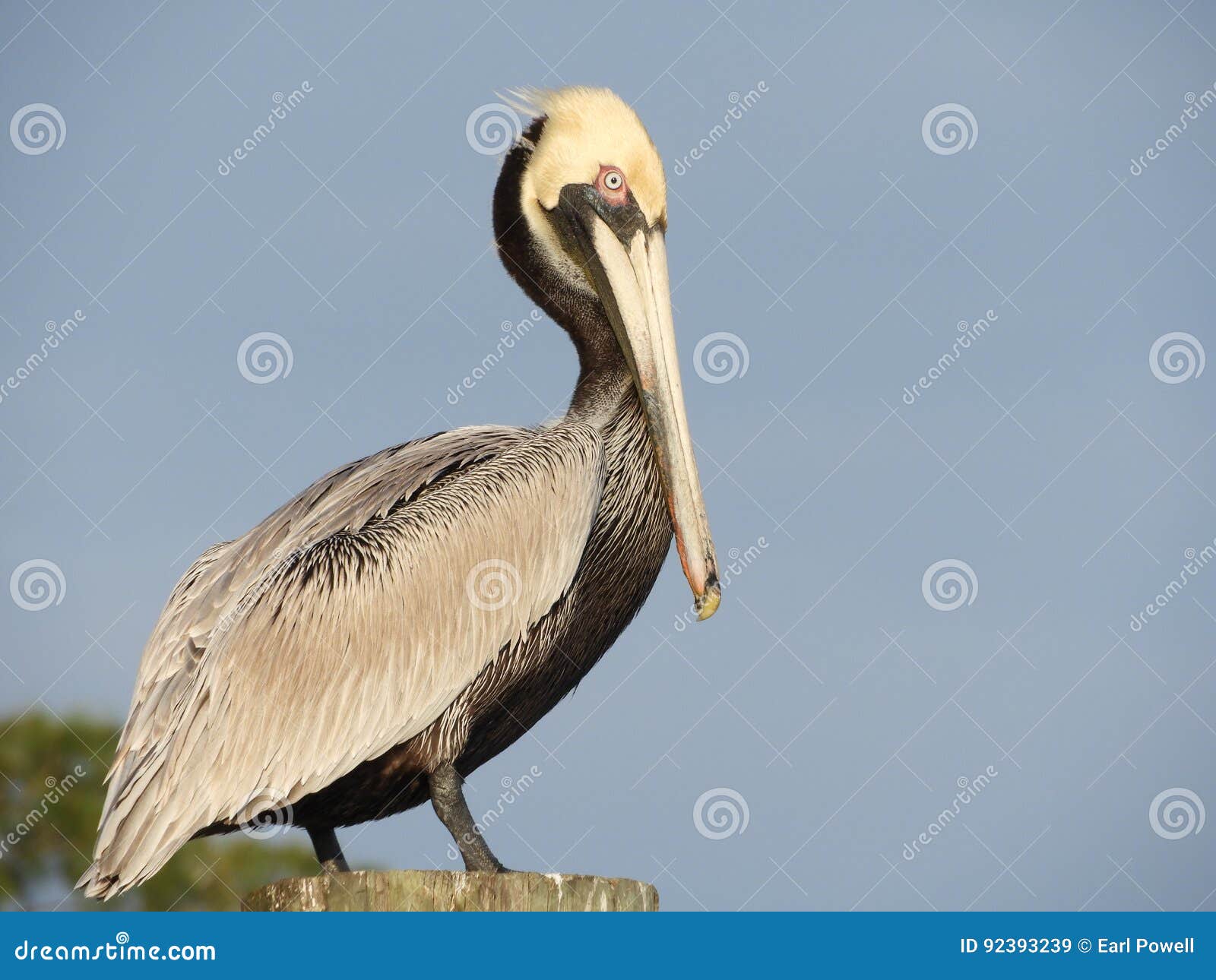 Brown Pelican stock image. Image of state, fisherman - 92393239