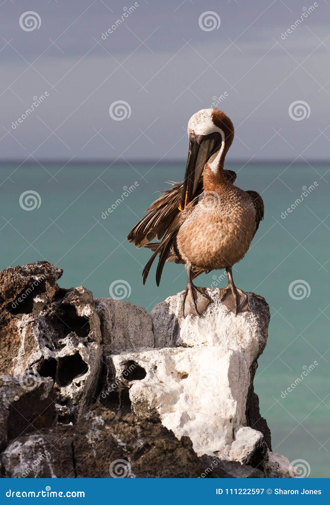 brown pelican pelecanus occidentalis urinator, galapagos subspecies, preening on a rock at north seymour island