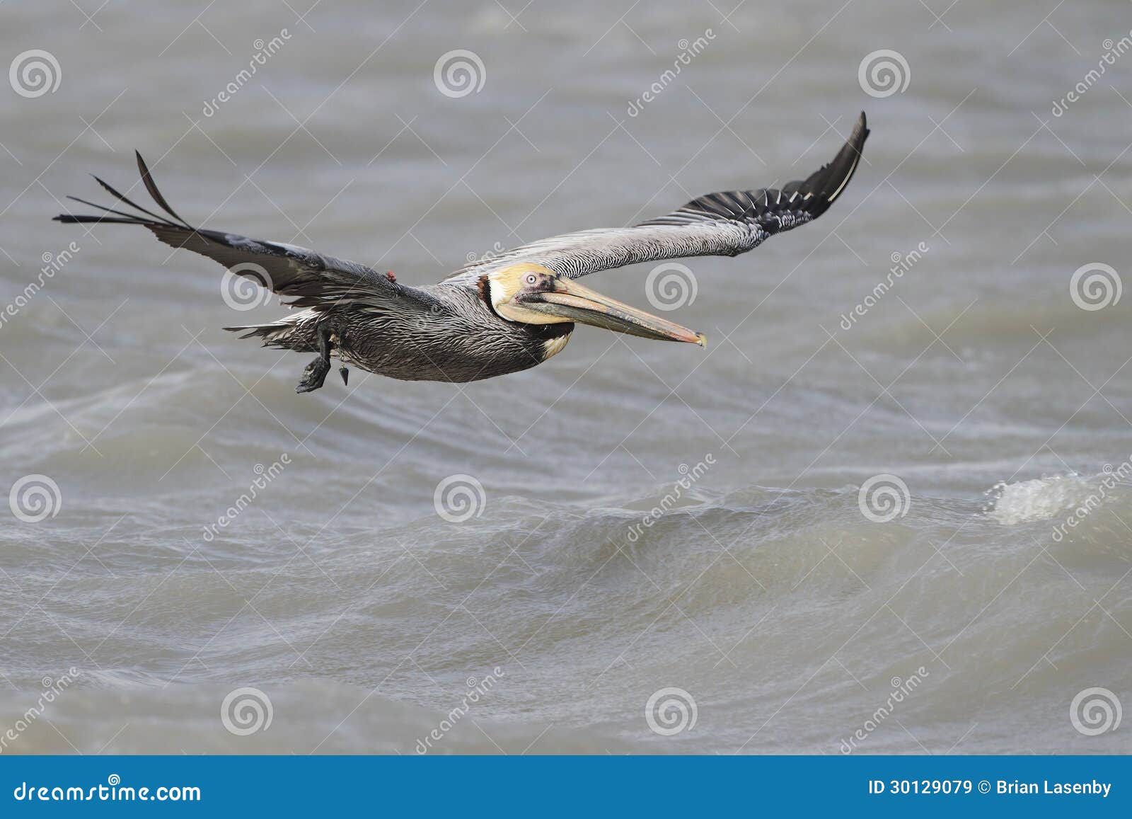 Brown Pelican with a Fishing Line Wrapped Around Its Wing Stock