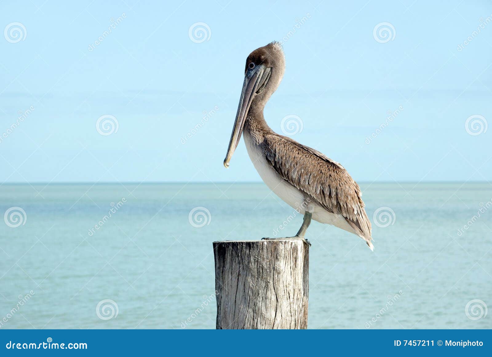 Brown Pelican Standing on a Pier Post Stock Image Image of stand