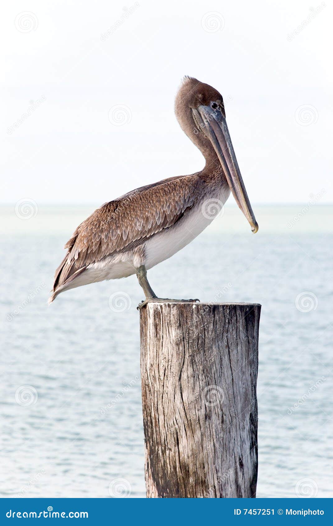 Brown Pelican Standing on a Pier Post Stock Image Image of adult