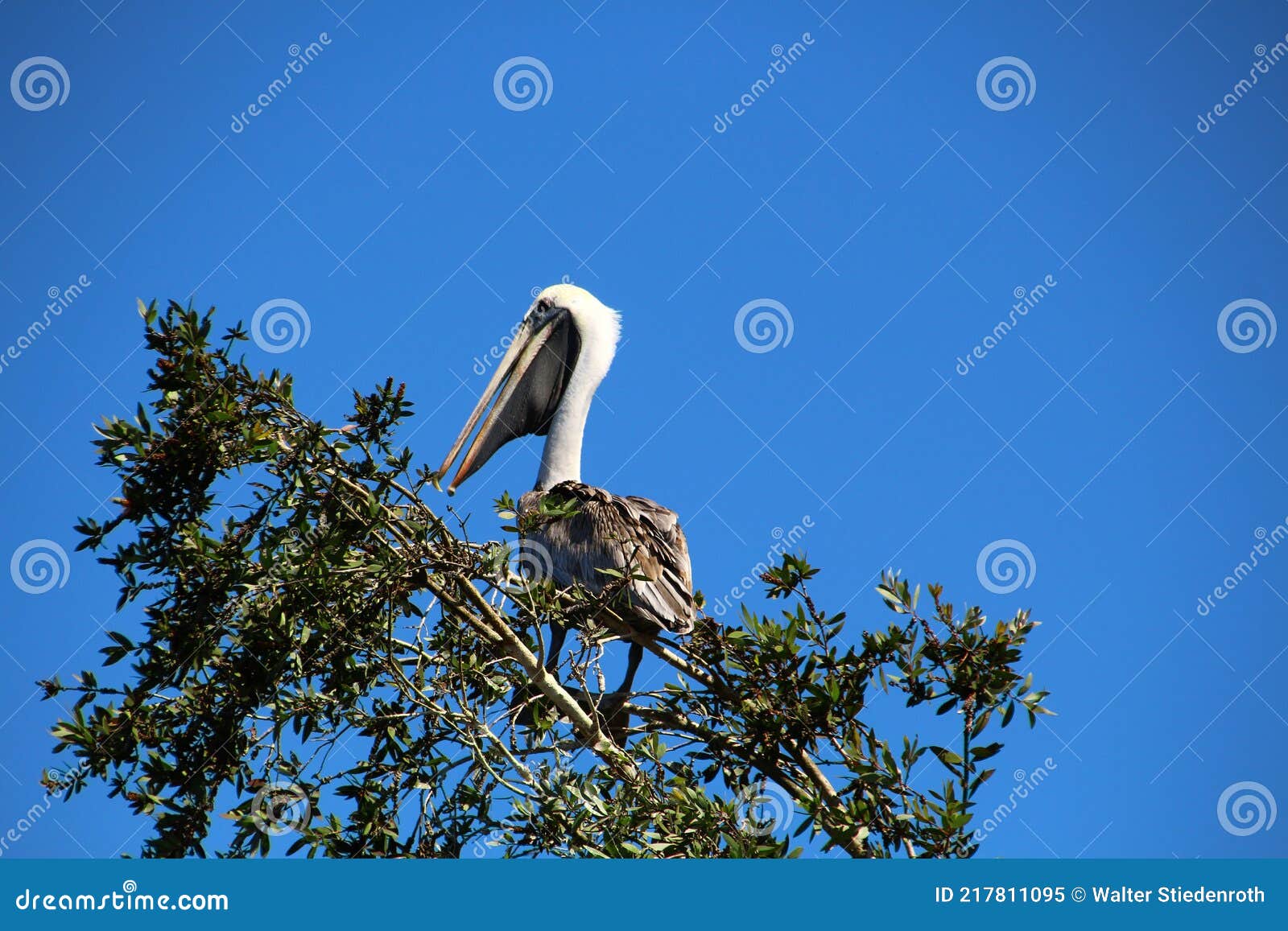 brown pelican on a tree
