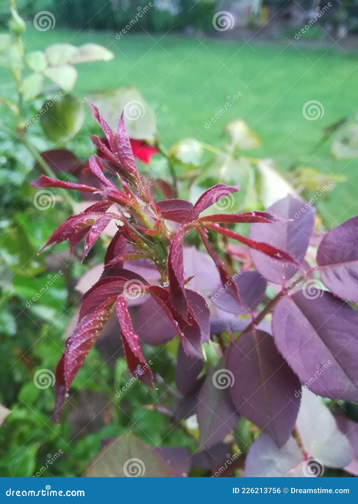 Brown petals stock photo. Image of leaf, tree, plant 226213756