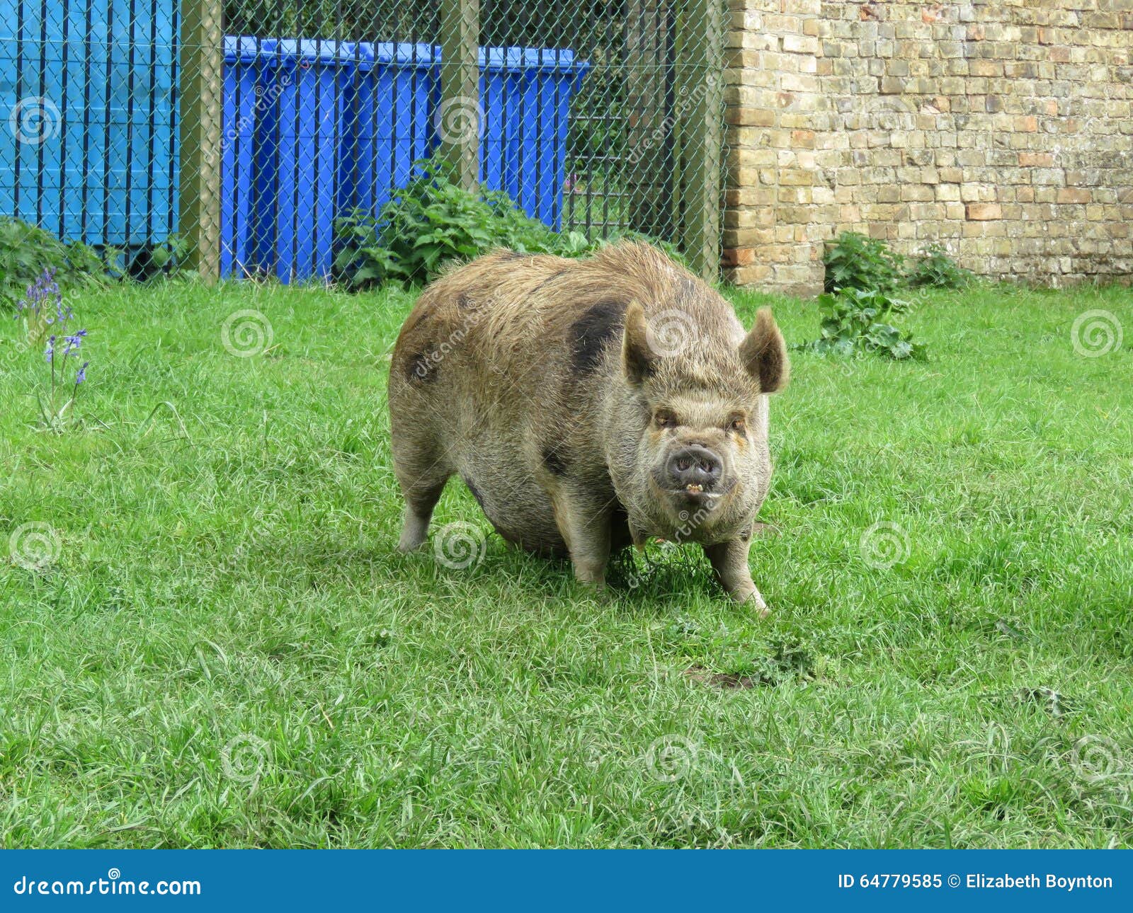 Brown pig in a field stock image. Image of bristly, field 64779585