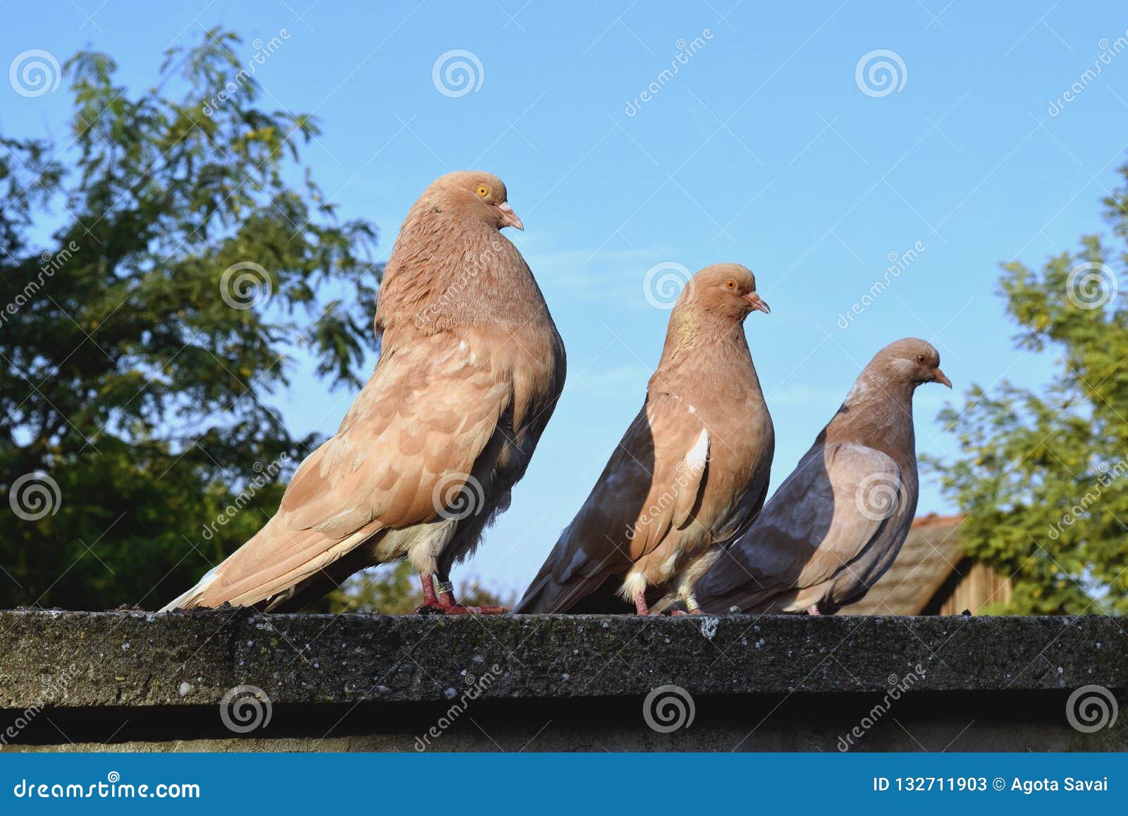 brown-pigeon-family-orange-eye-sitting-wall-pair-pigeons-nikolaev-sit-male-female-baby-chick-132711903.jpg