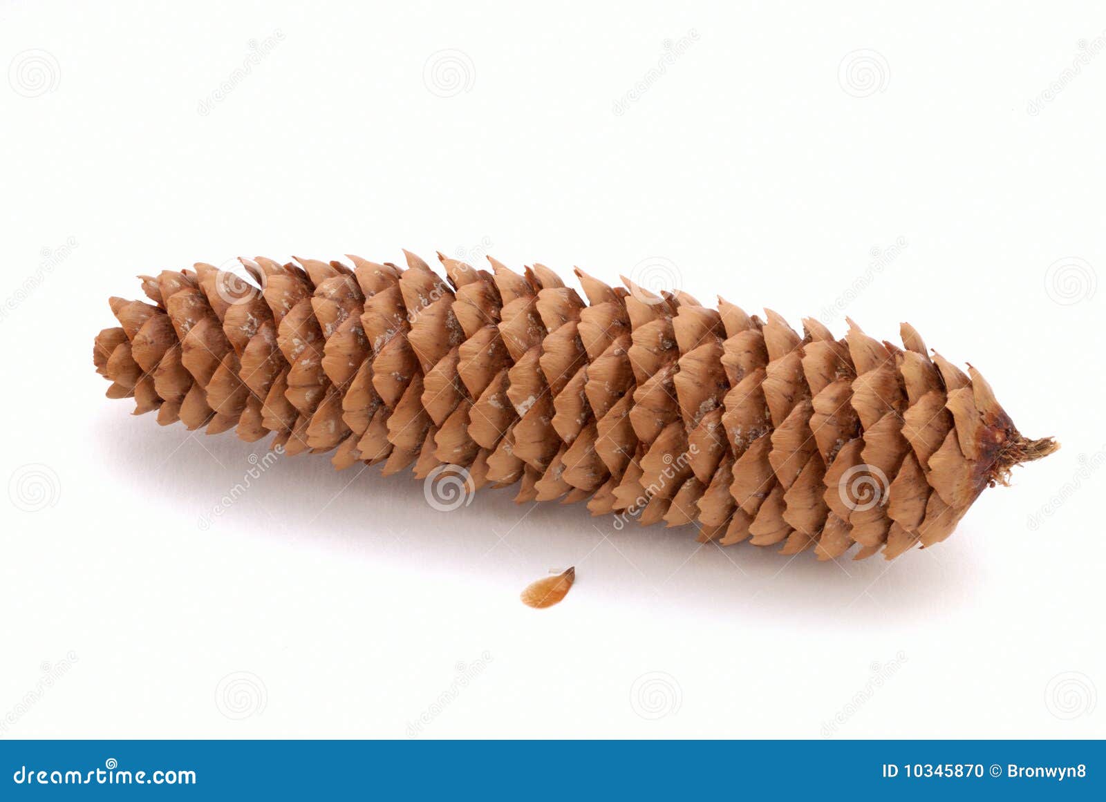 Brown Pine Cone stock photo. Image of seedling, prickly 10345870