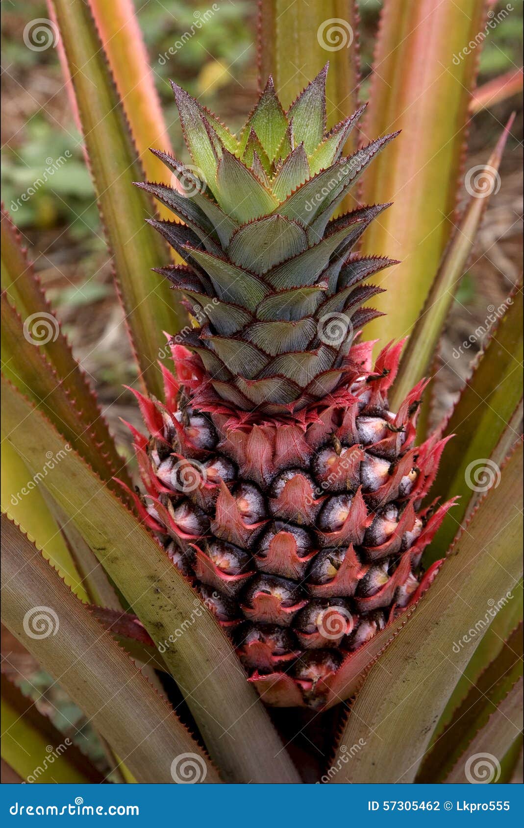Brown Pineapple in the Bush Stock Photo Image of ground, field 57305462