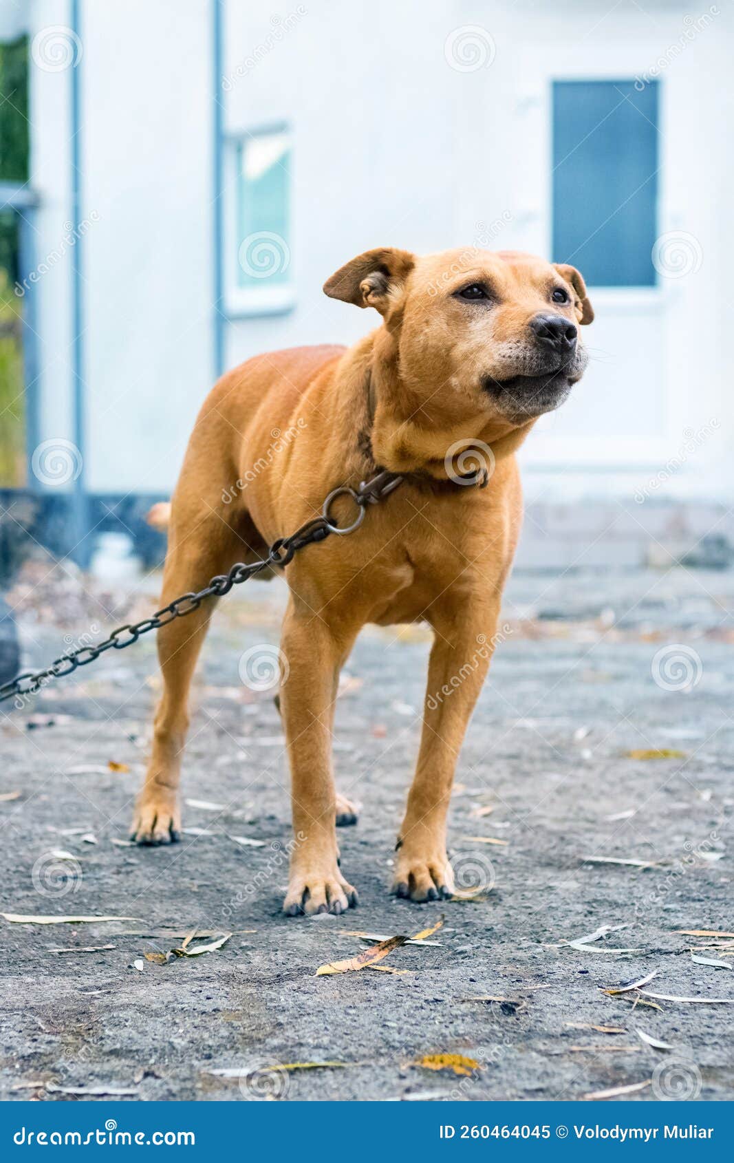 A Brown Pit Bull Terrier Dog on a Chain Stock Image Image of cute
