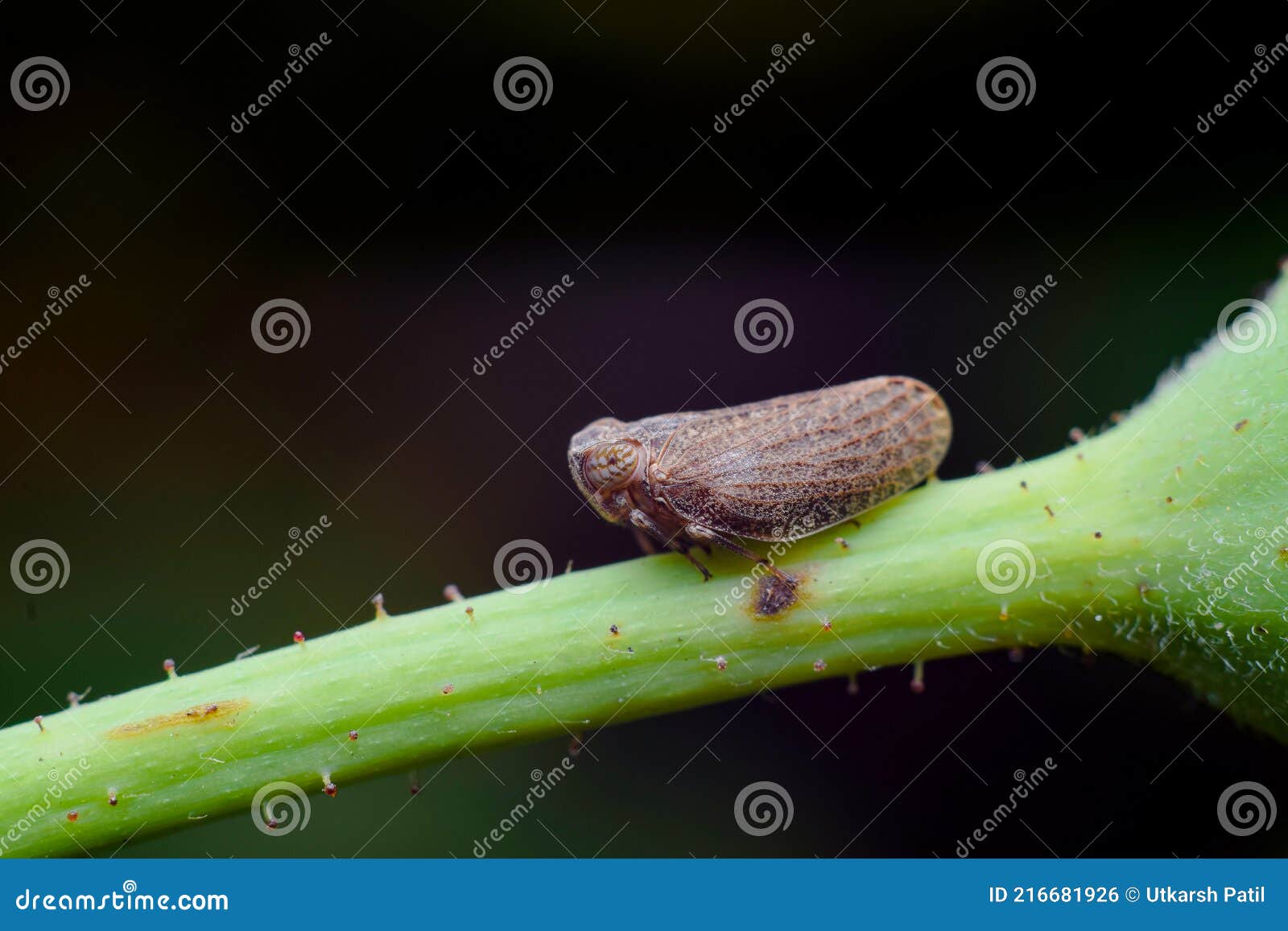 Brown Hopper Royalty-Free Stock Photography | CartoonDealer.com #14886977