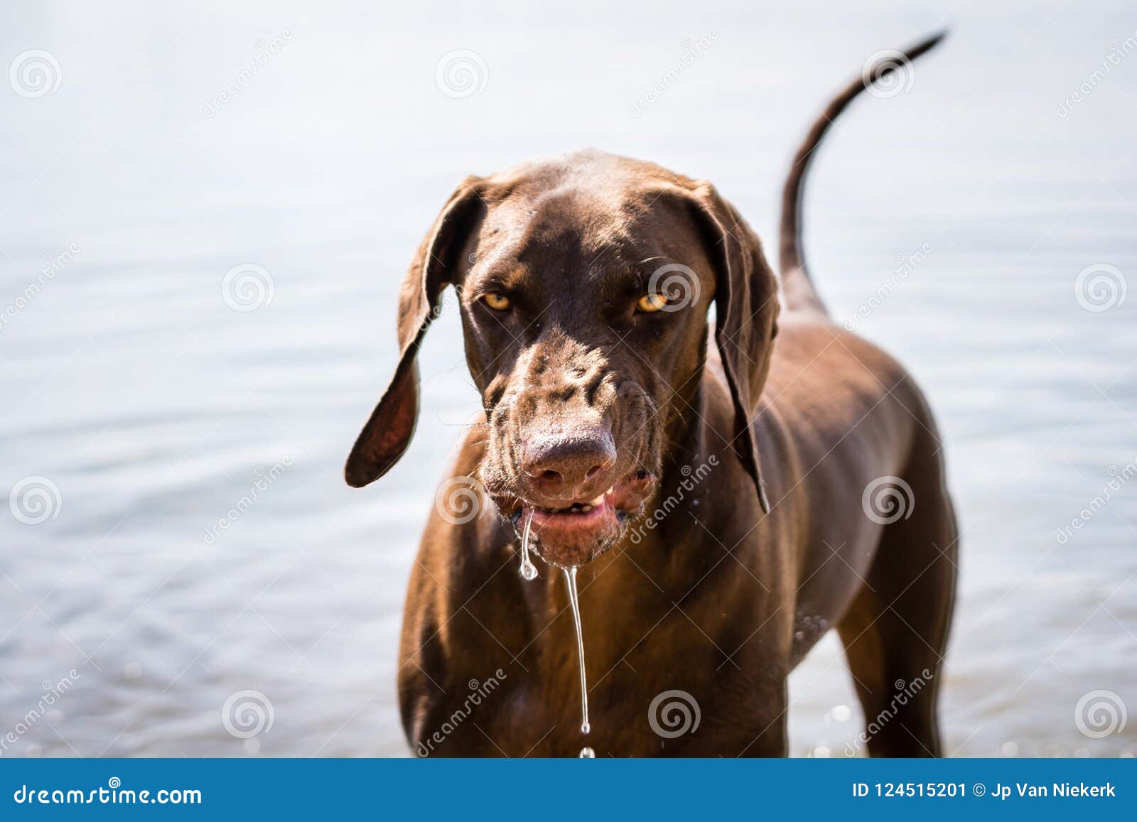 Brown Pointer Dog With An Aggresive Expression With Water Dripping Down Its Face Stock Image Image Of Danger Brown 124515201