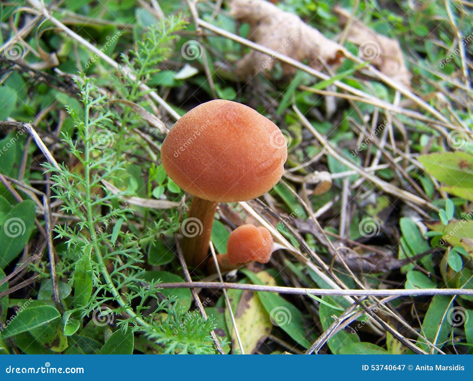Brown Poisonous Mushrooms