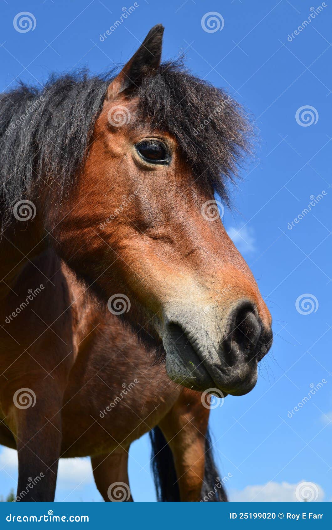 Brown Pony stock photo. Image of nose, head, standing - 25199020