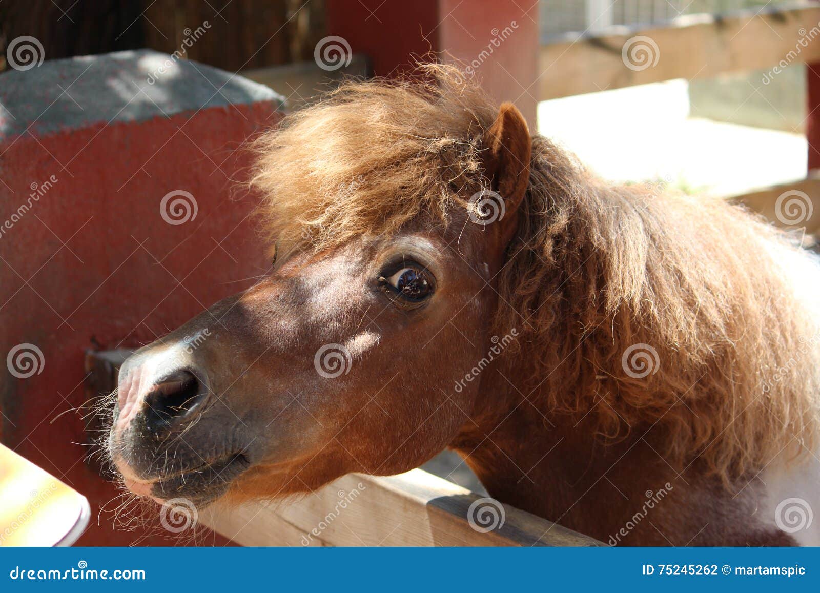 brown pony