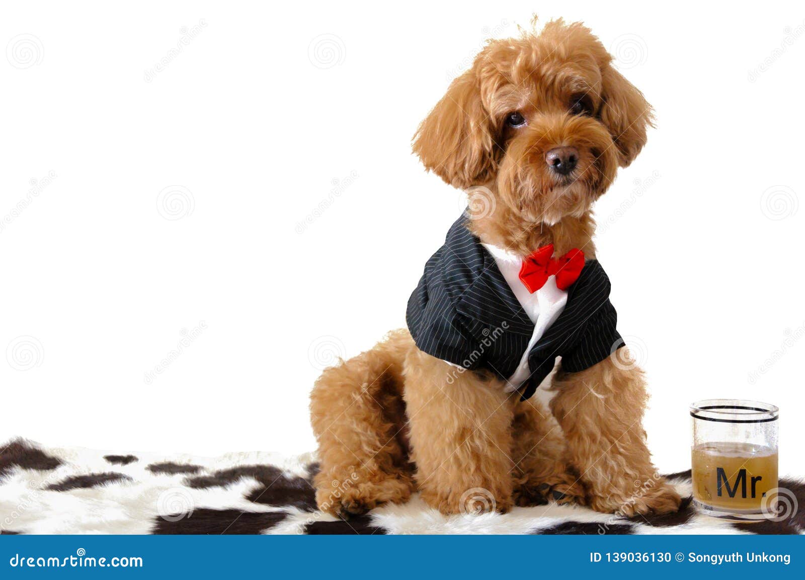 A Brown Poodle Dog Wearing Tuxedo with a Glass of Drink. Stock Photo -  Image of pedigree, hair: 139036130