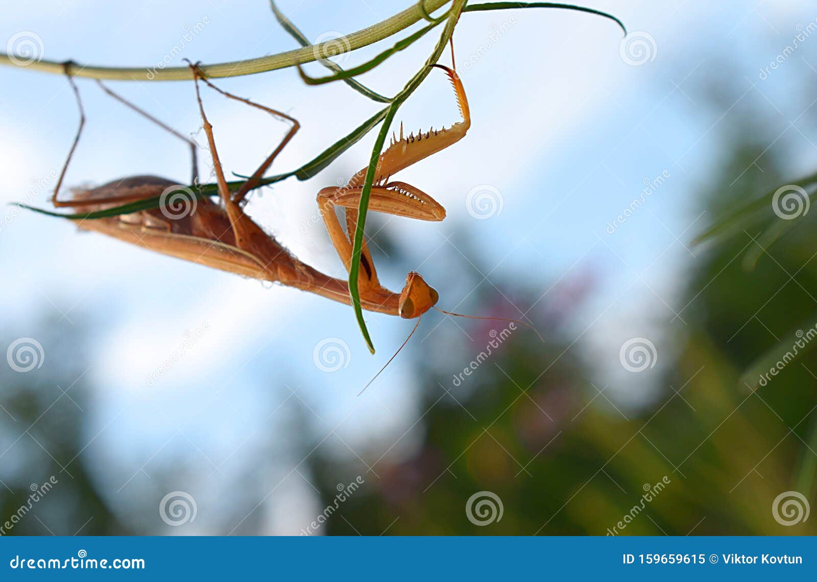 Brown Praying Mantis on a Stalk Upside Down Stock Image Image of