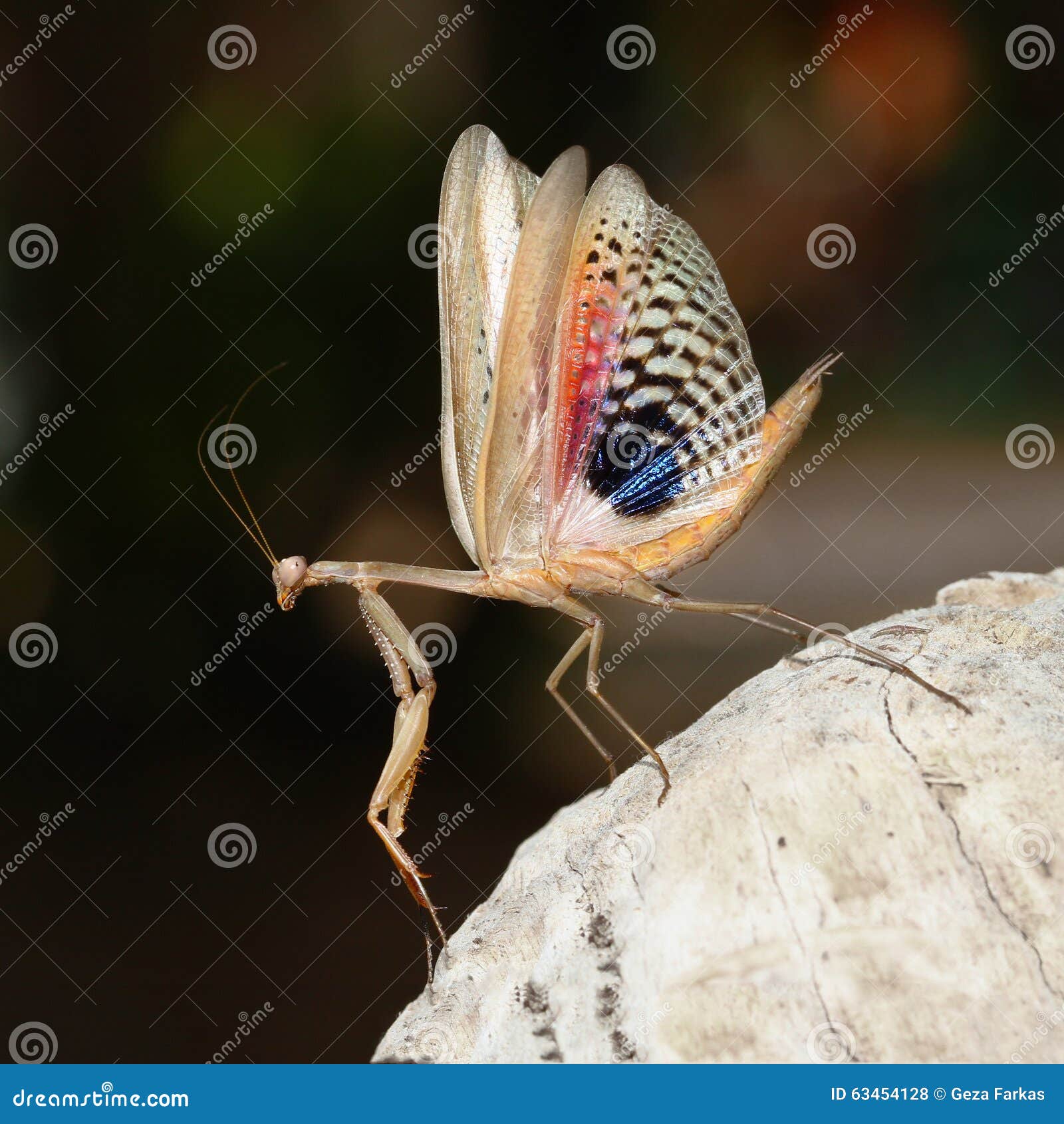 My Image 2