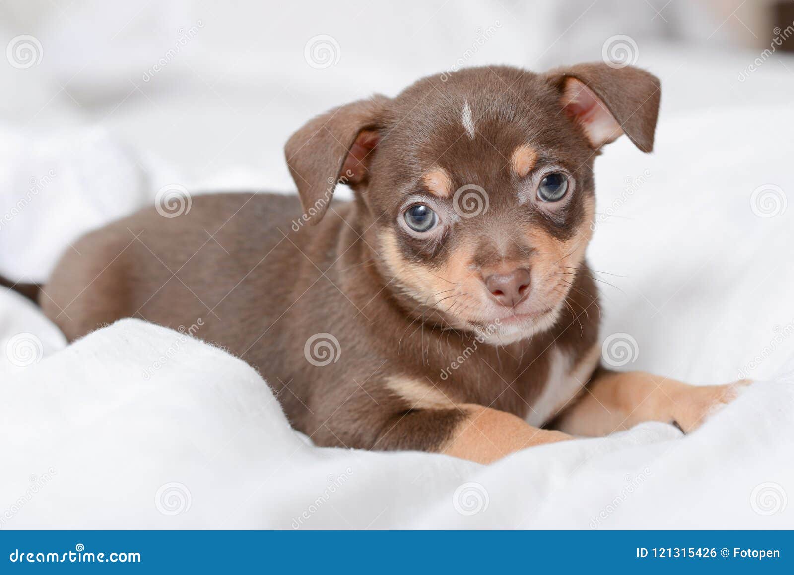 Brown Puppy Chihuahua Stock Photo Image Of Canine Brown Brown Puppy Chihuahua Stock Photo Image Of Canine Brown