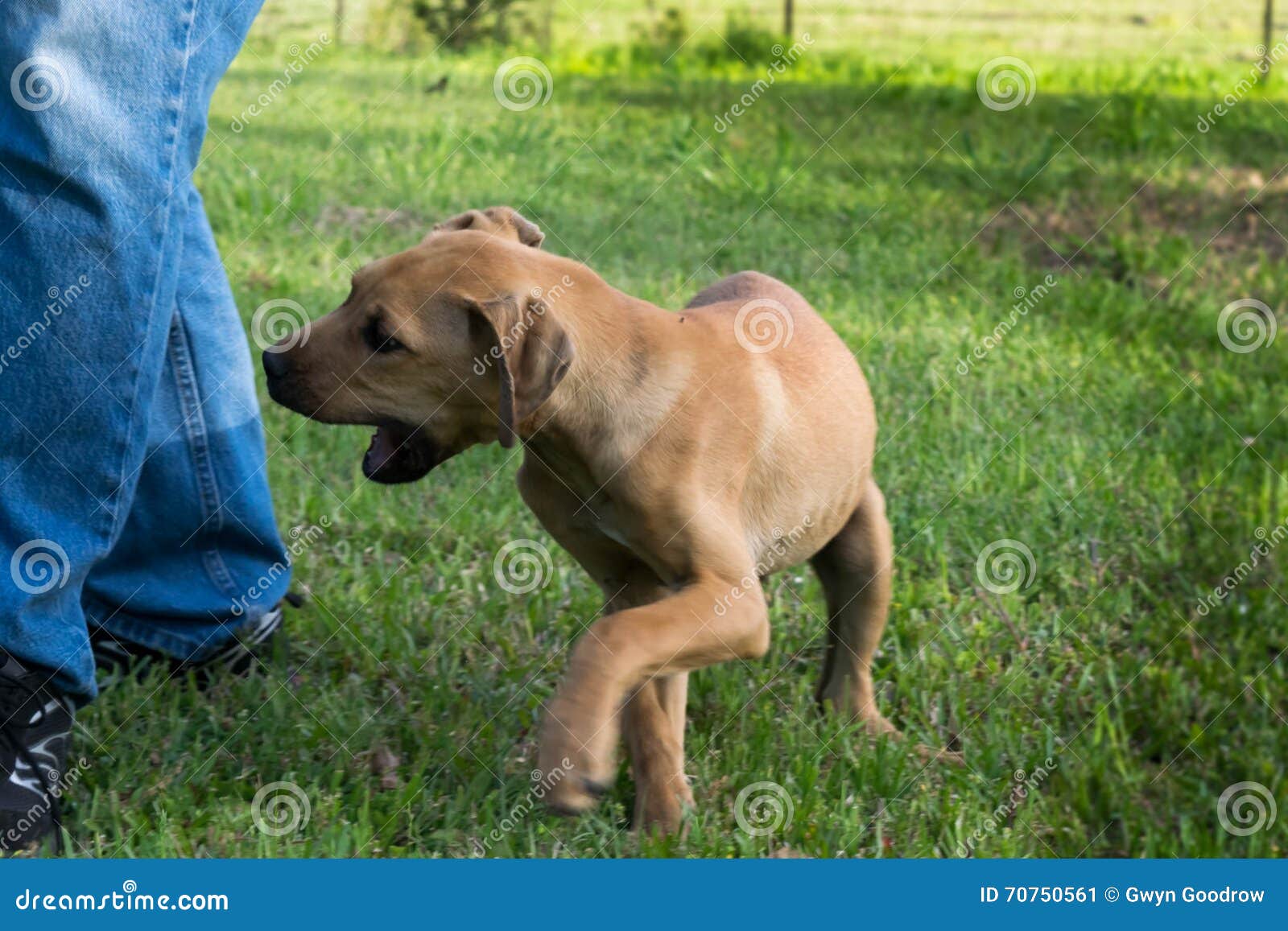 brown puppy nipping at man's leg