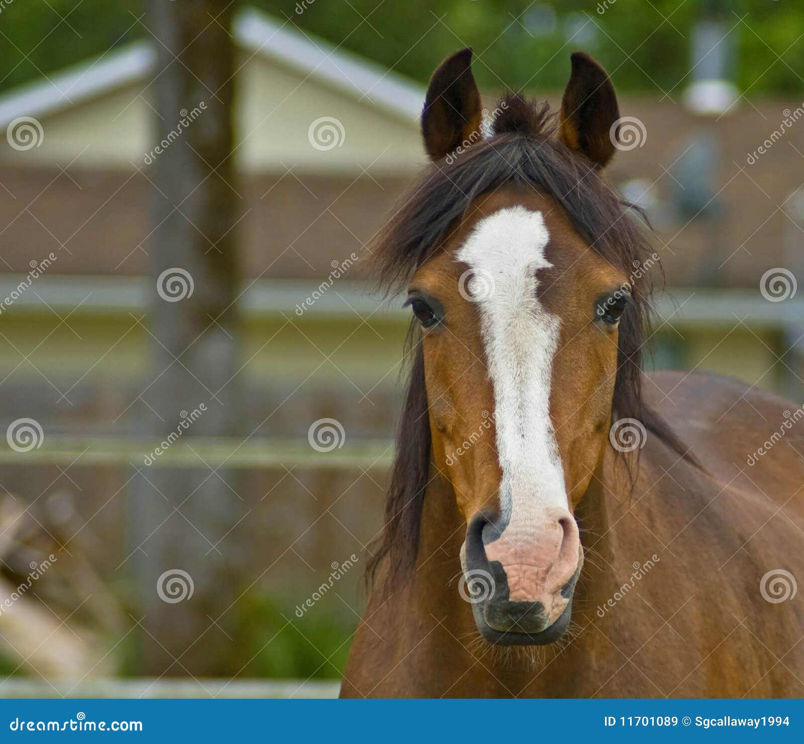 Brown Quarter Horse Close Up Stock Image Image of outdoors, beautiful