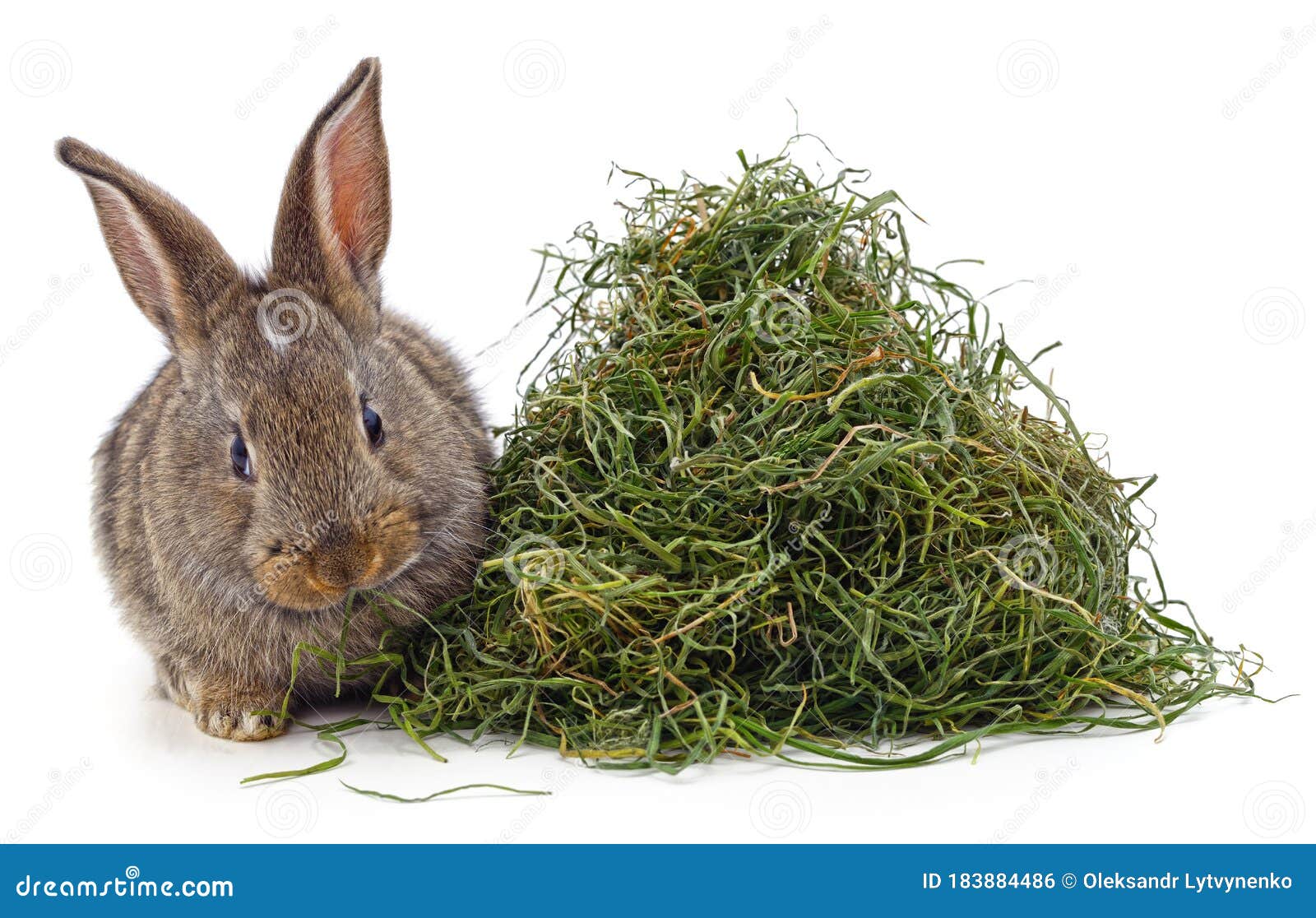 bunny hay