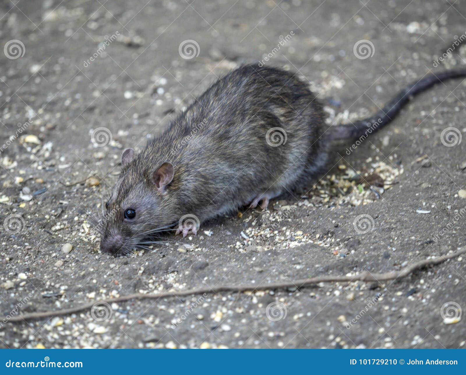 Common brown rat stock photo. Image of rodent, sewer - 101729210