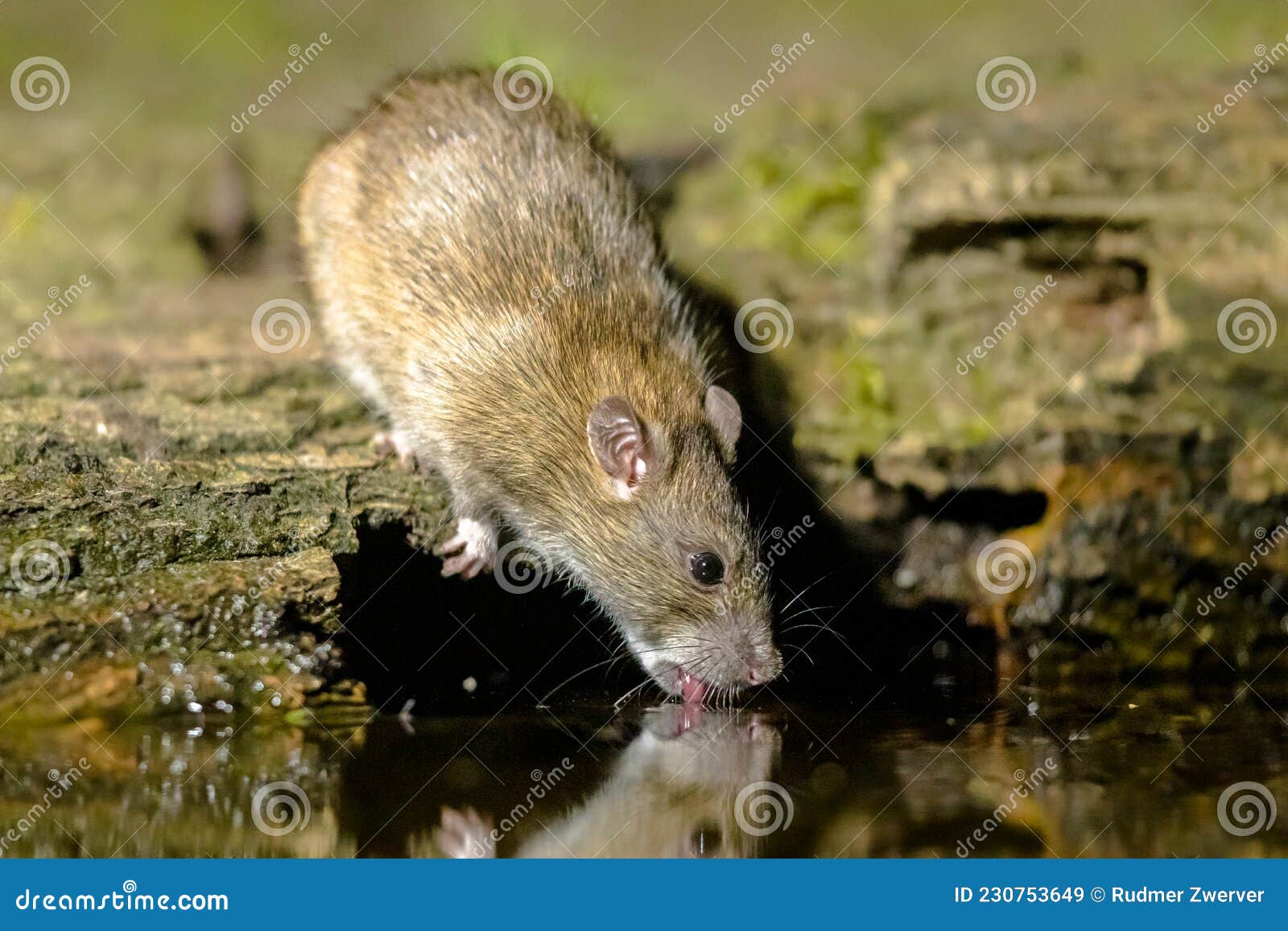 Brown Rat in Darkness Drinking on River Bank Stock Image - Image of cute, 230753649