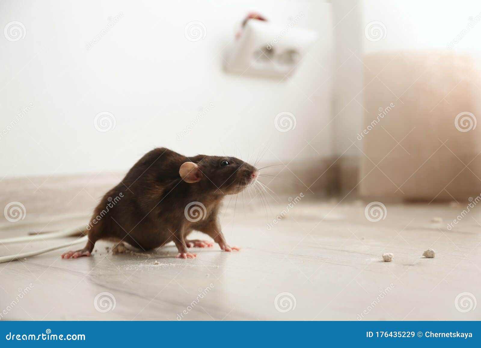 brown rat on floor. pest control