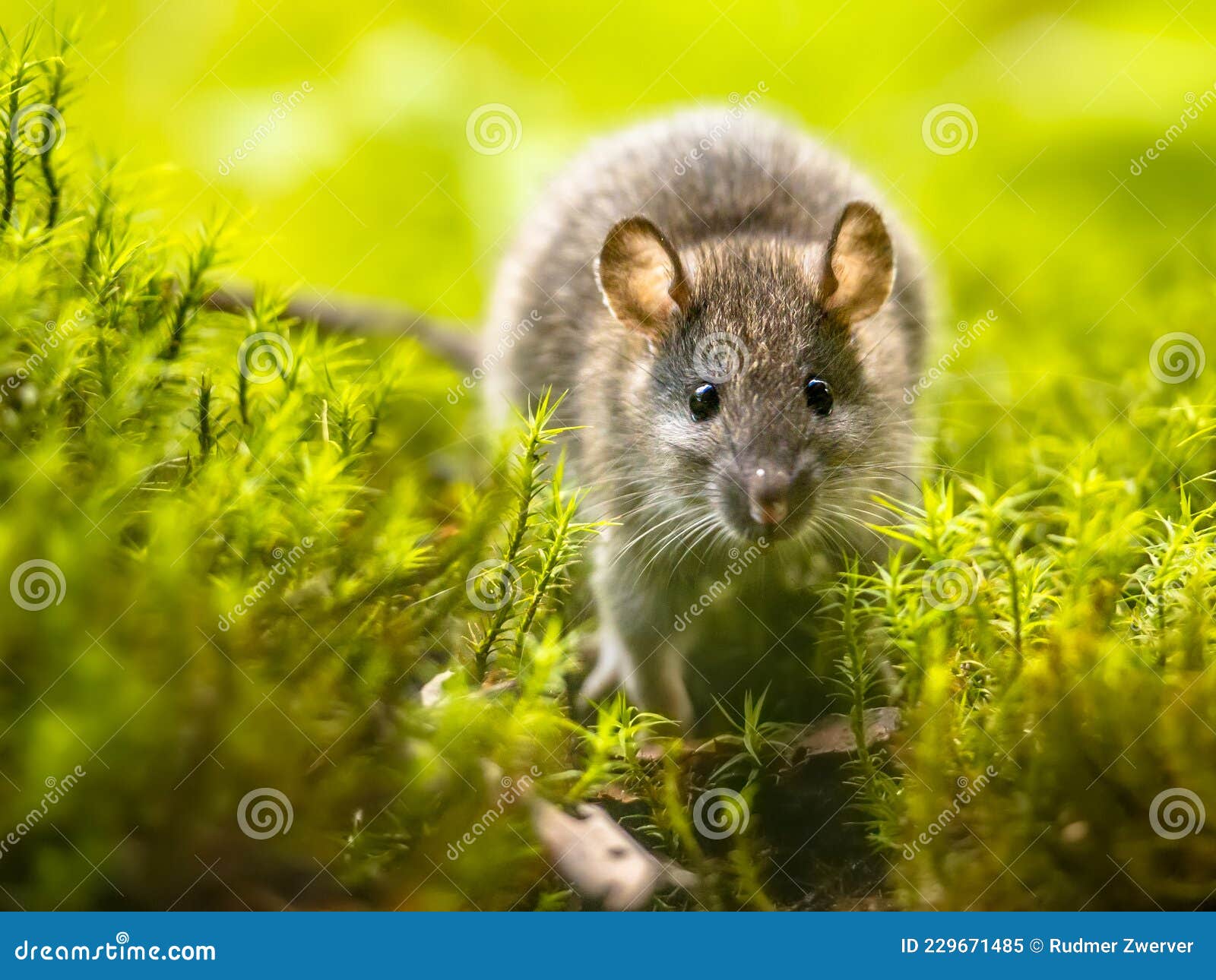 Brown Rat in Grass on River Stock Image - jump, europe: 229671485