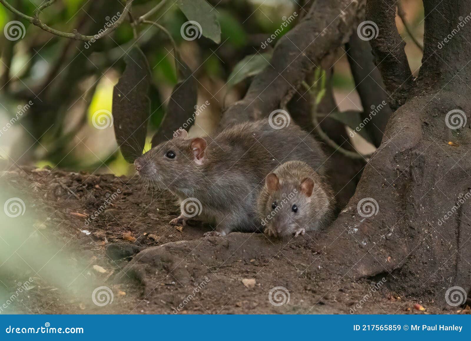 2 brown rats scurry allong the forest floor